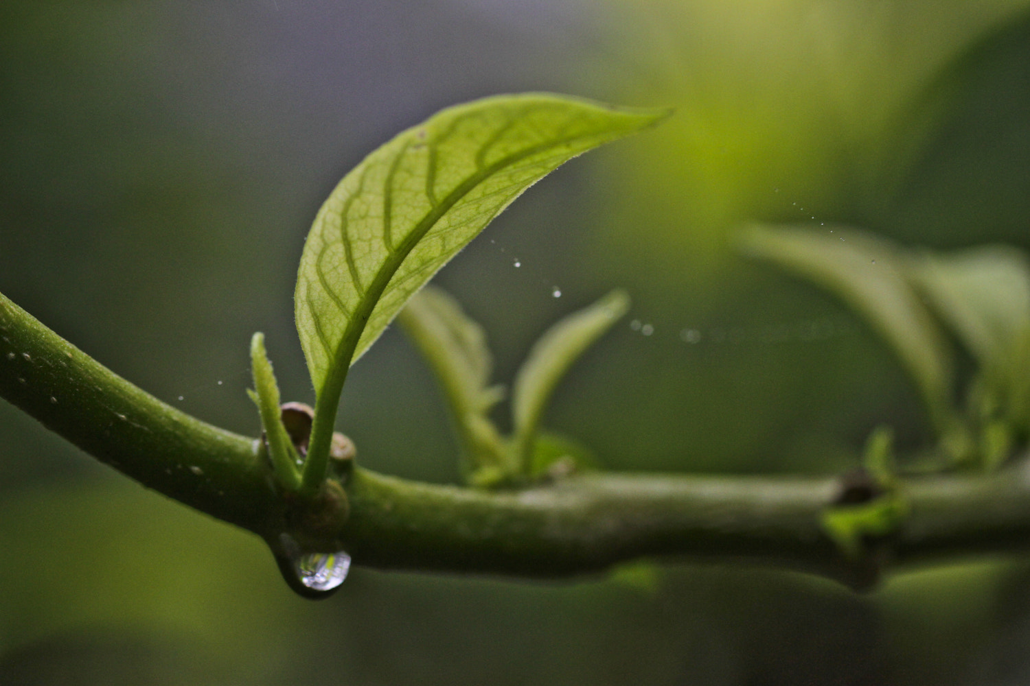 Canon EOS 7D + Canon EF 100mm F2.8 Macro USM sample photo. Renewal photography