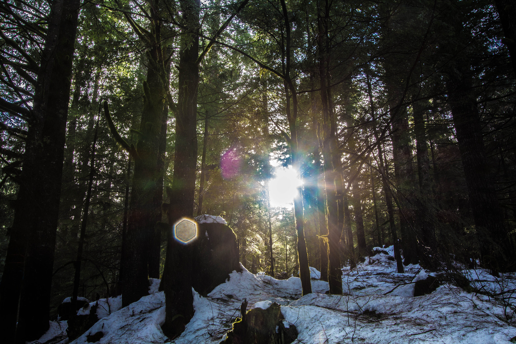 Canon EF-S 10-22mm F3.5-4.5 USM sample photo. Sunrise through the trees - washington photography