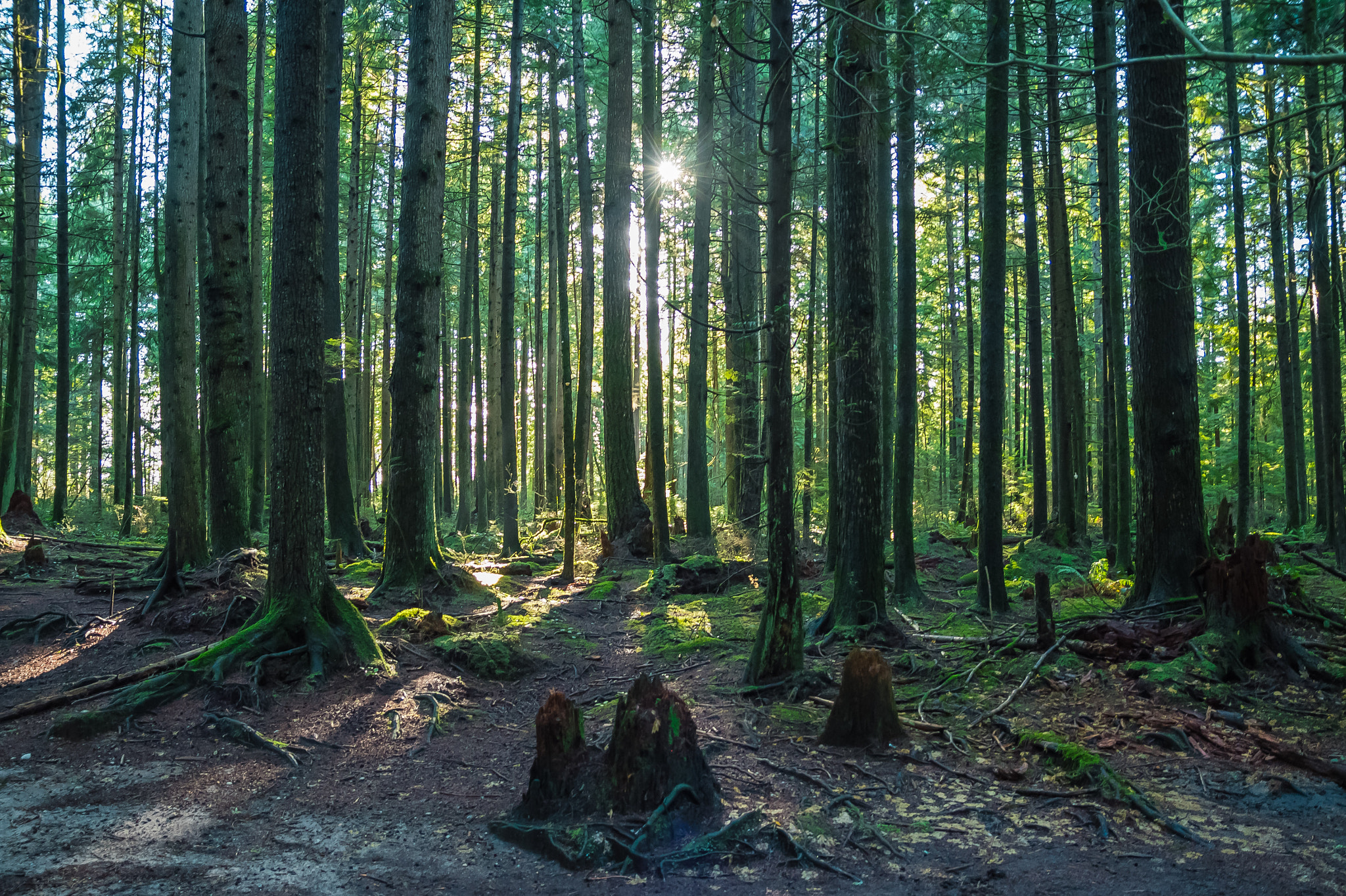 Sigma 17-70mm F2.8-4 DC Macro OS HSM sample photo. Wandering in emerald woods photography