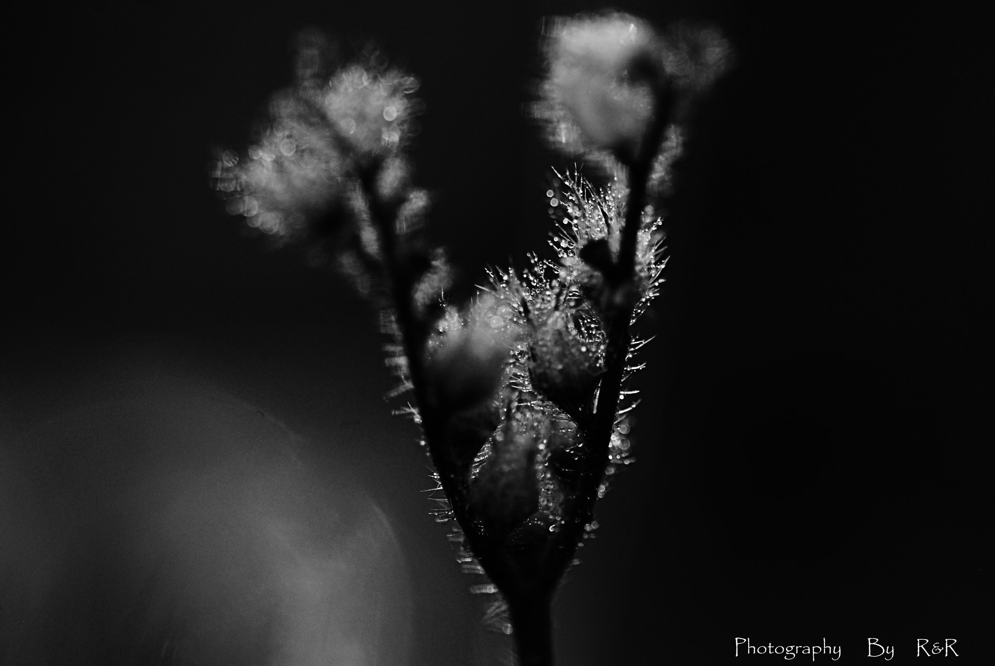 Sigma 105mm F2.8 EX DG OS HSM sample photo