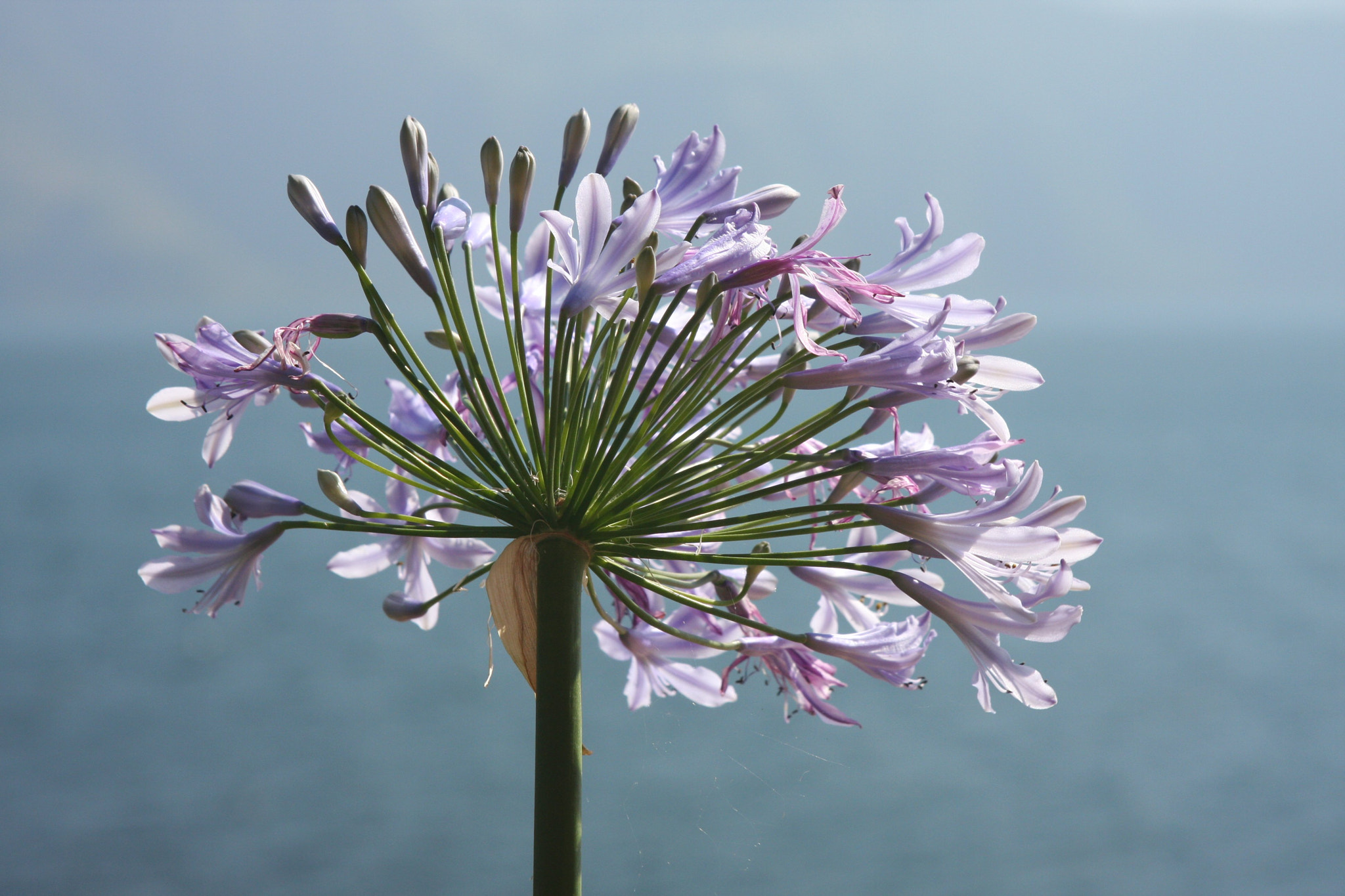 Canon EF 24-85mm F3.5-4.5 USM sample photo. Flower in atitlan photography