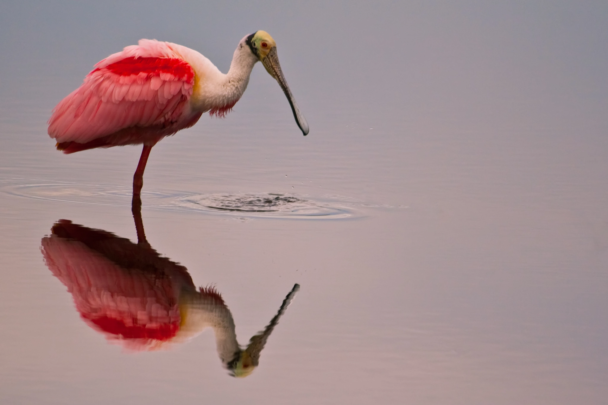 Canon EF 100-400mm F4.5-5.6L IS USM sample photo. Still by roseate spoonbill @ merritt island national wildlife re photography