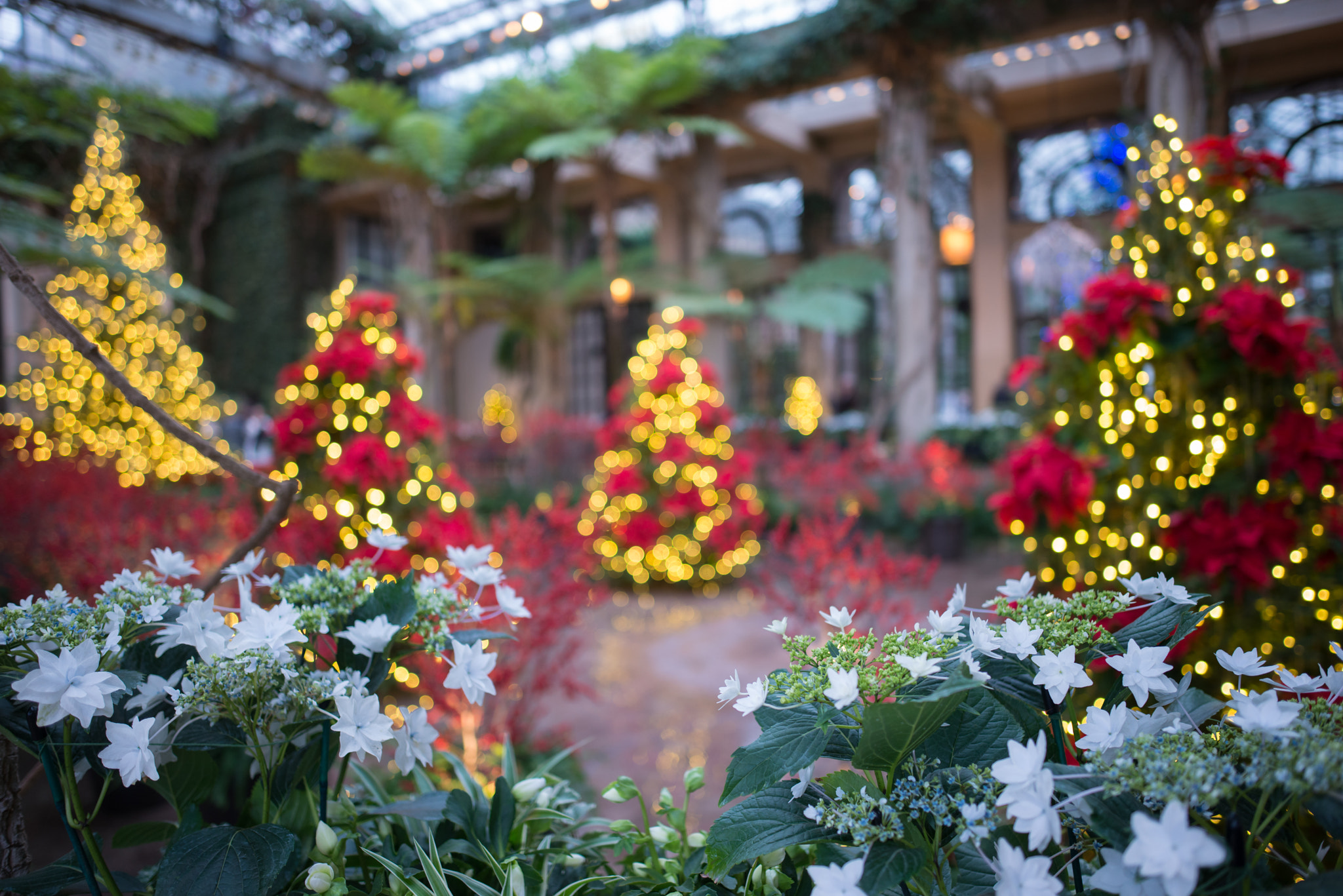 ZEISS Distagon T* 25mm F2 sample photo. Christmas at longwood photography