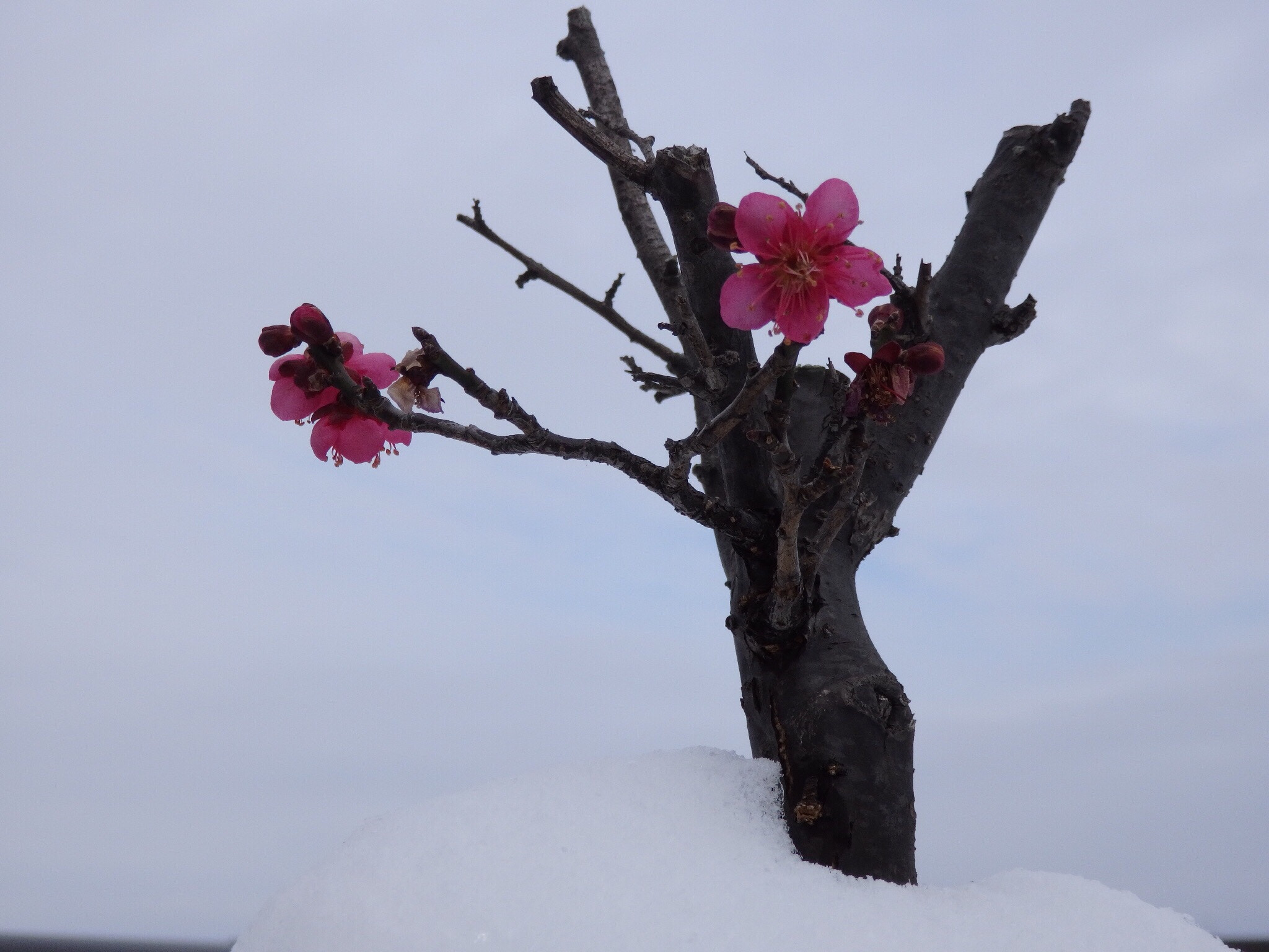 Olympus SH-2 sample photo. Plum in the snow. photography