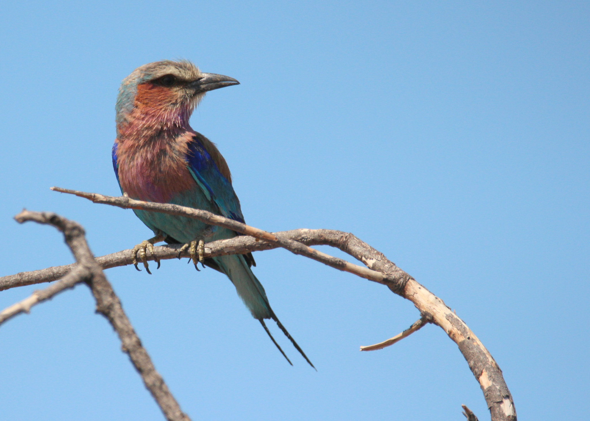 Canon EOS 650D (EOS Rebel T4i / EOS Kiss X6i) + Sigma 150-600mm F5-6.3 DG OS HSM | C sample photo. Lilac breasted roller photography