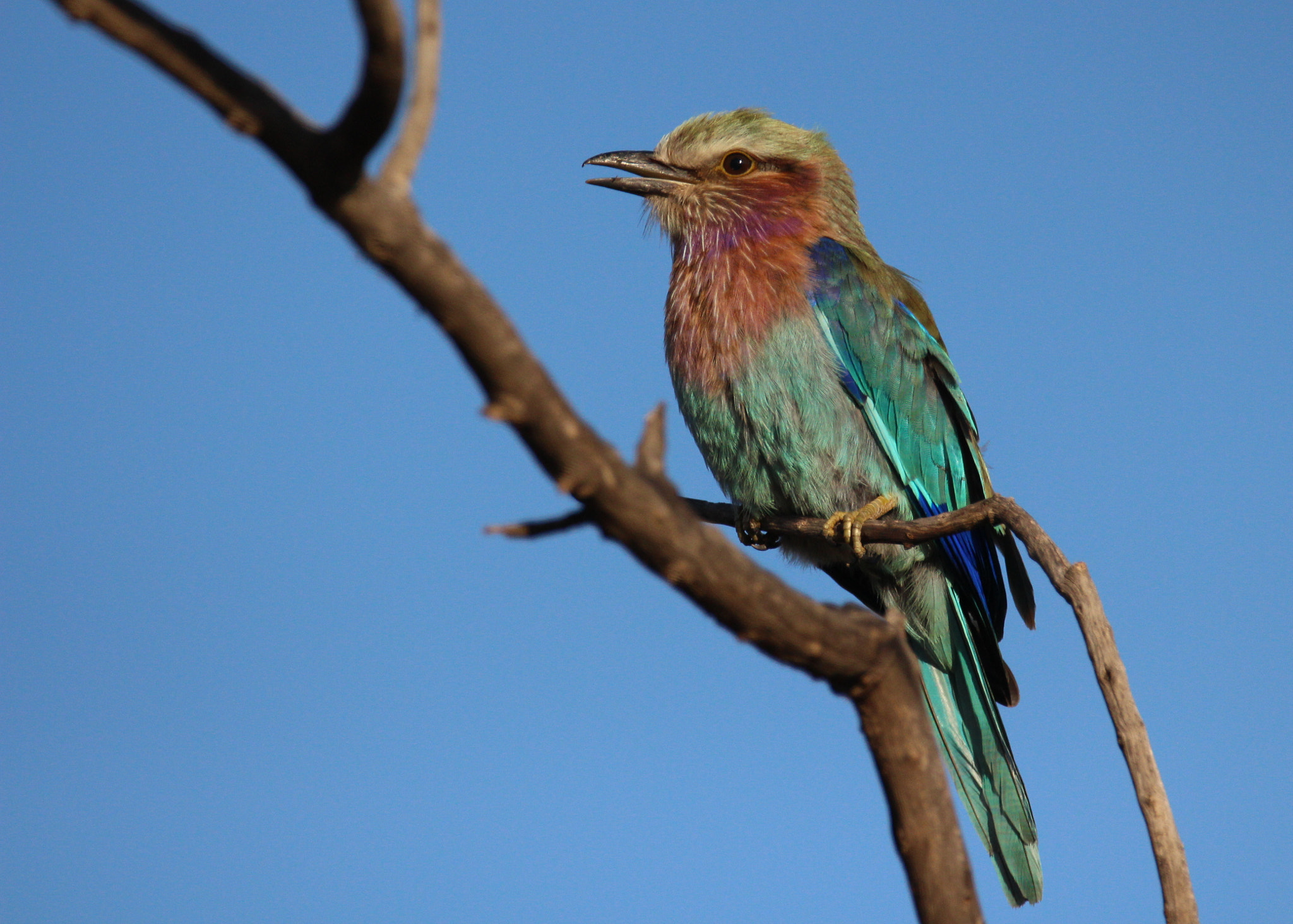 Canon EOS 650D (EOS Rebel T4i / EOS Kiss X6i) sample photo. Lilac breasted roller photography