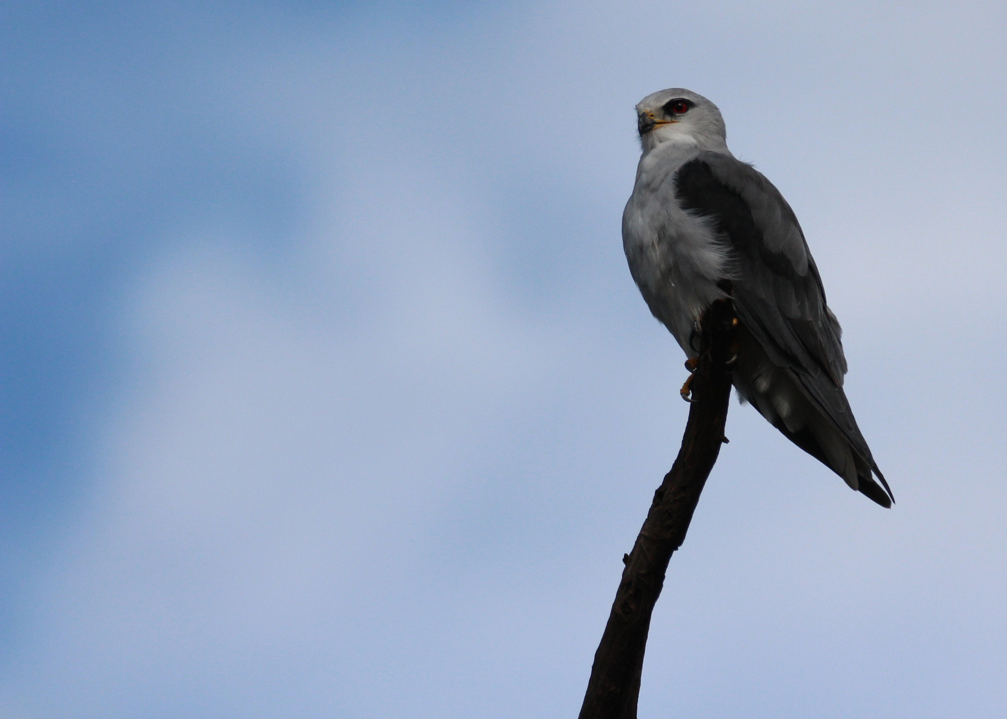 Canon EOS 650D (EOS Rebel T4i / EOS Kiss X6i) sample photo. Black-shouldered kite photography