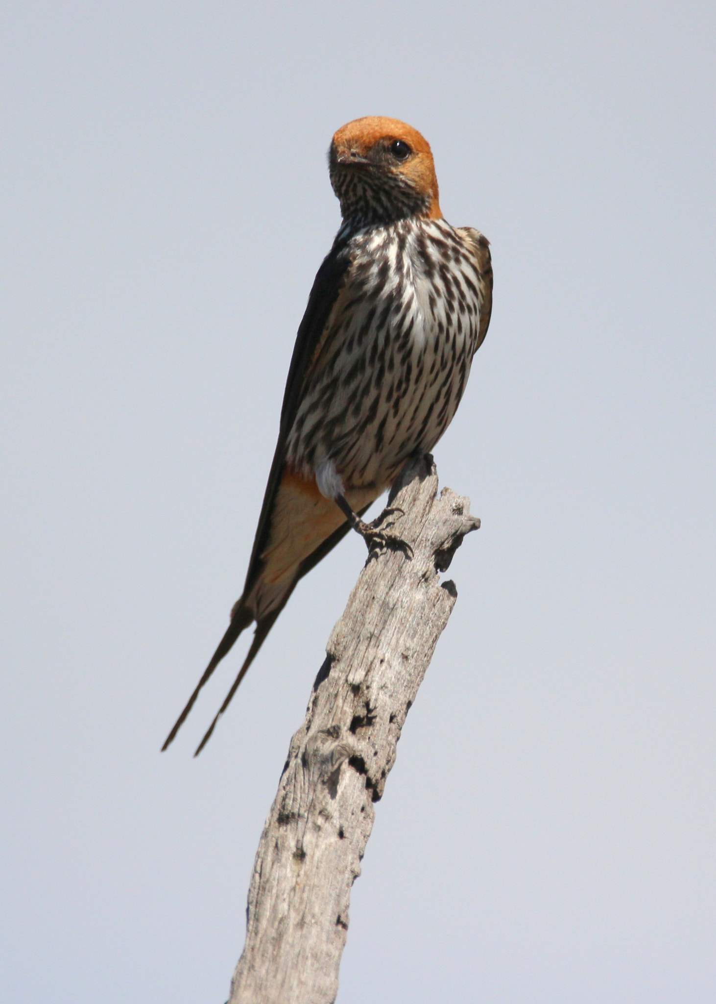 Canon EOS 650D (EOS Rebel T4i / EOS Kiss X6i) sample photo. Lesser stripped swallow photography