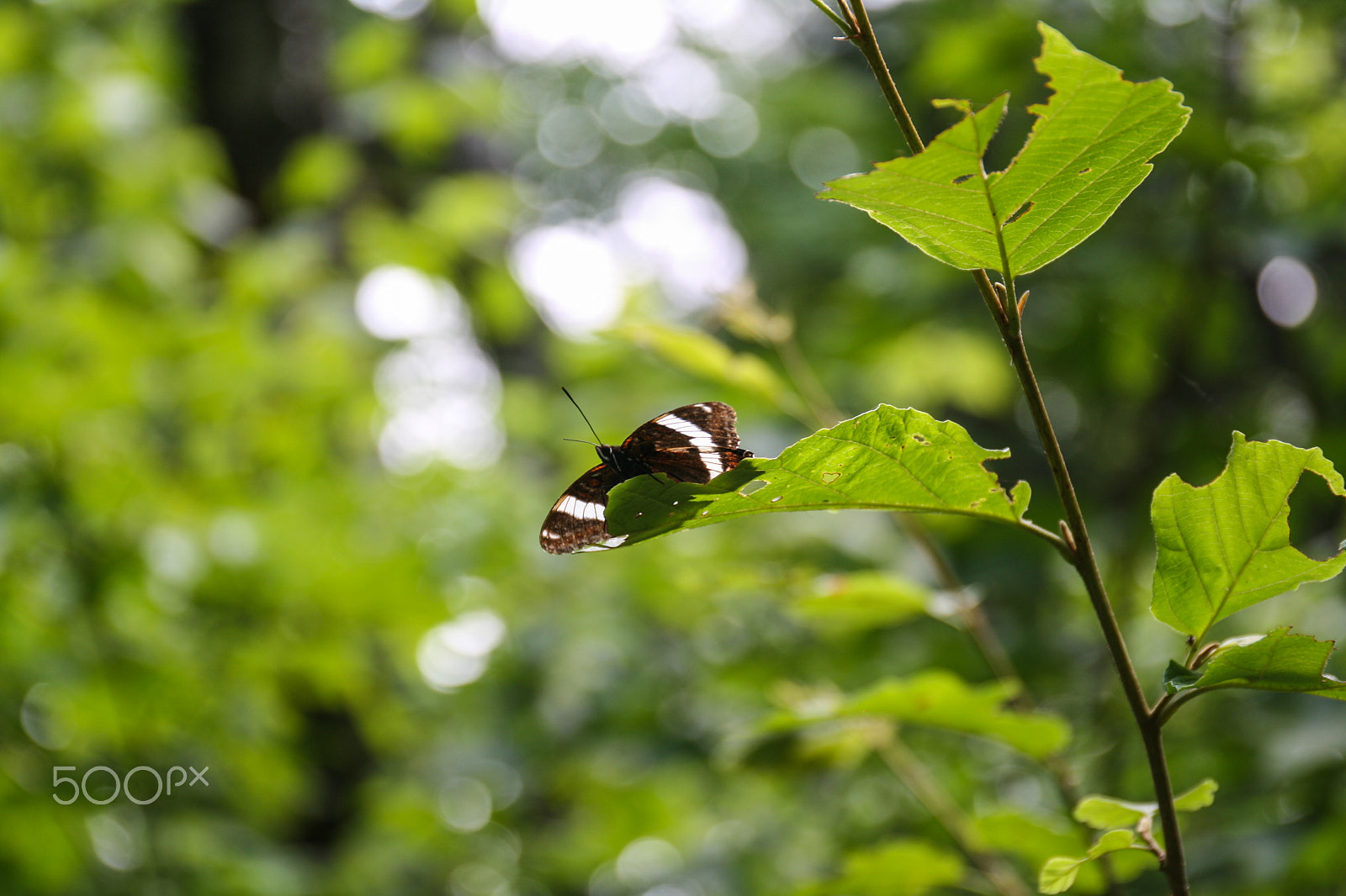 Canon EOS 1000D (EOS Digital Rebel XS / EOS Kiss F) sample photo. Butterfly: wings spread photography