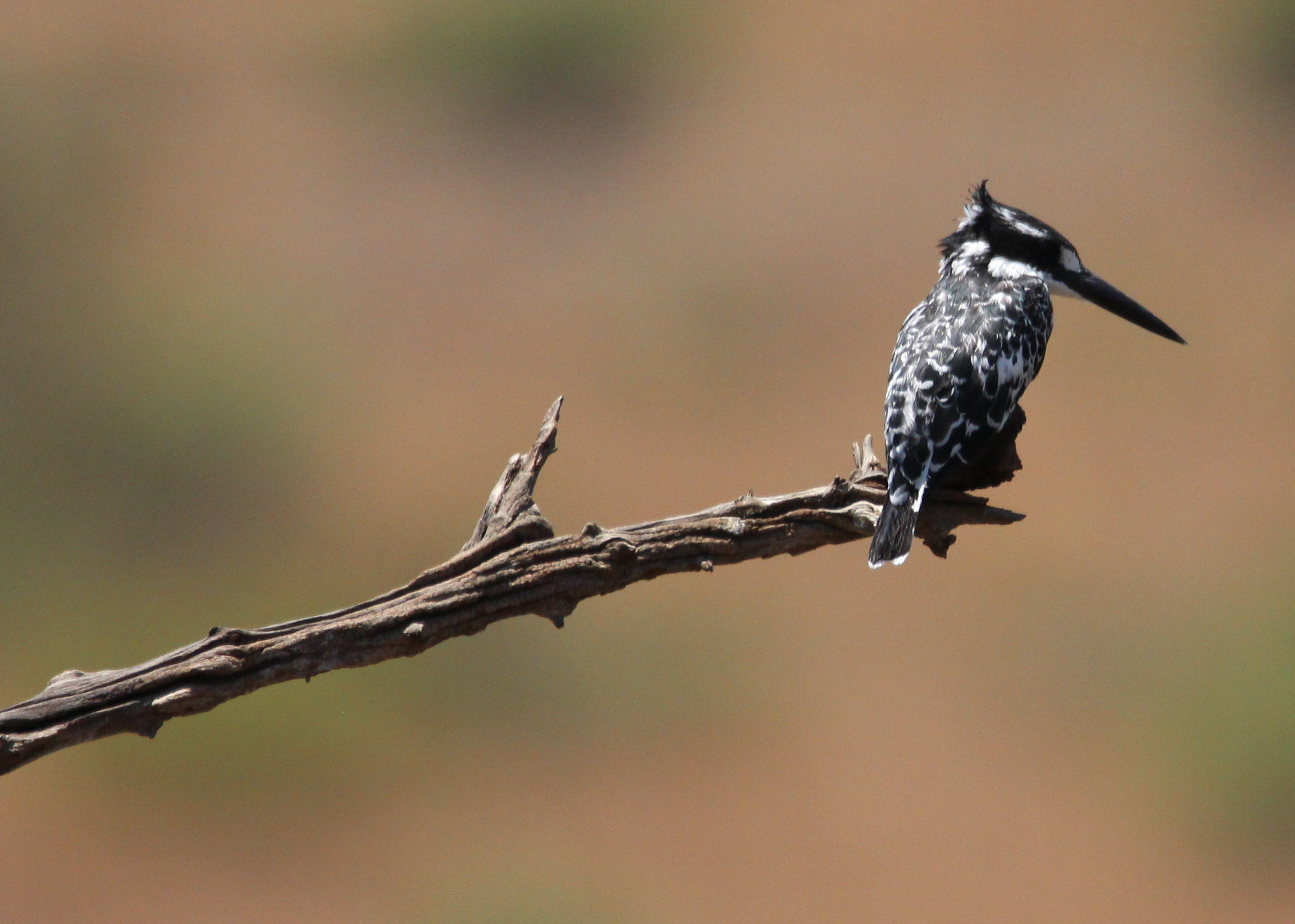Canon EOS 650D (EOS Rebel T4i / EOS Kiss X6i) sample photo. Pied kingfisher photography