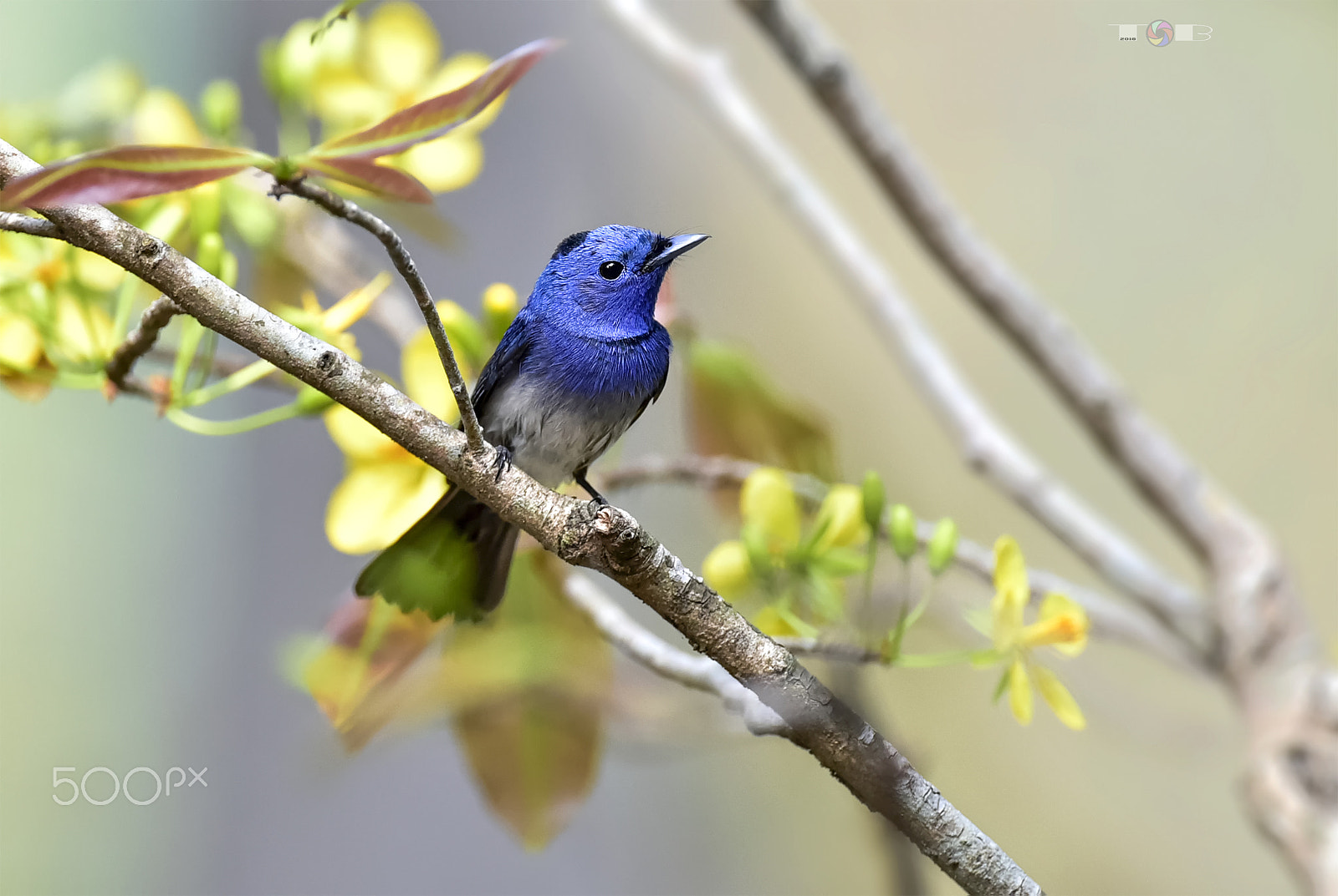 Nikon AF-S Nikkor 600mm F4D ED-IF II sample photo. Black-naped monarch photography