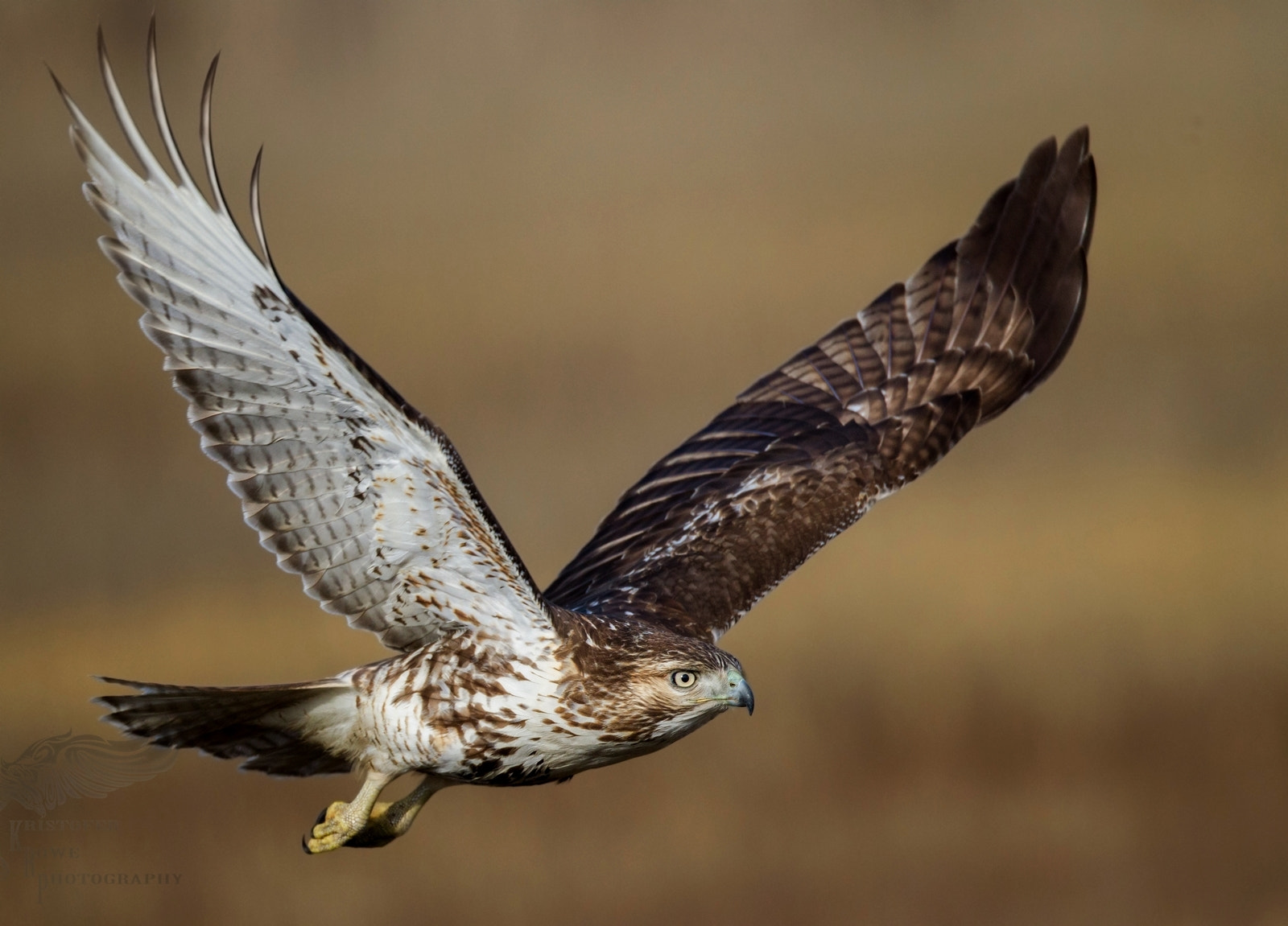 Canon EOS-1D Mark IV + Canon EF 800mm F5.6L IS USM sample photo. Juvi red tail in flight photography