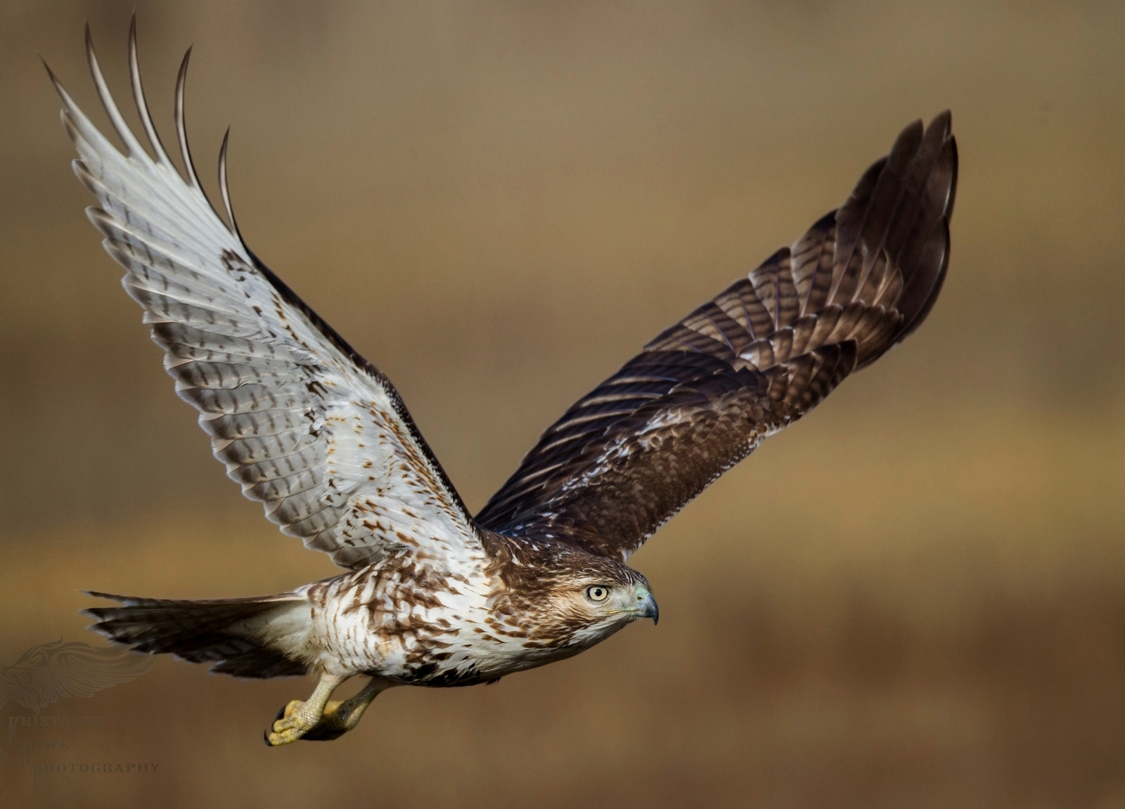 Canon EF 800mm F5.6L IS USM sample photo. Juvi red tail in flight photography