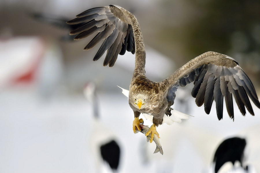 Nikon D4S + Sigma 24-60mm F2.8 EX DG sample photo. Hunting~~~ photography