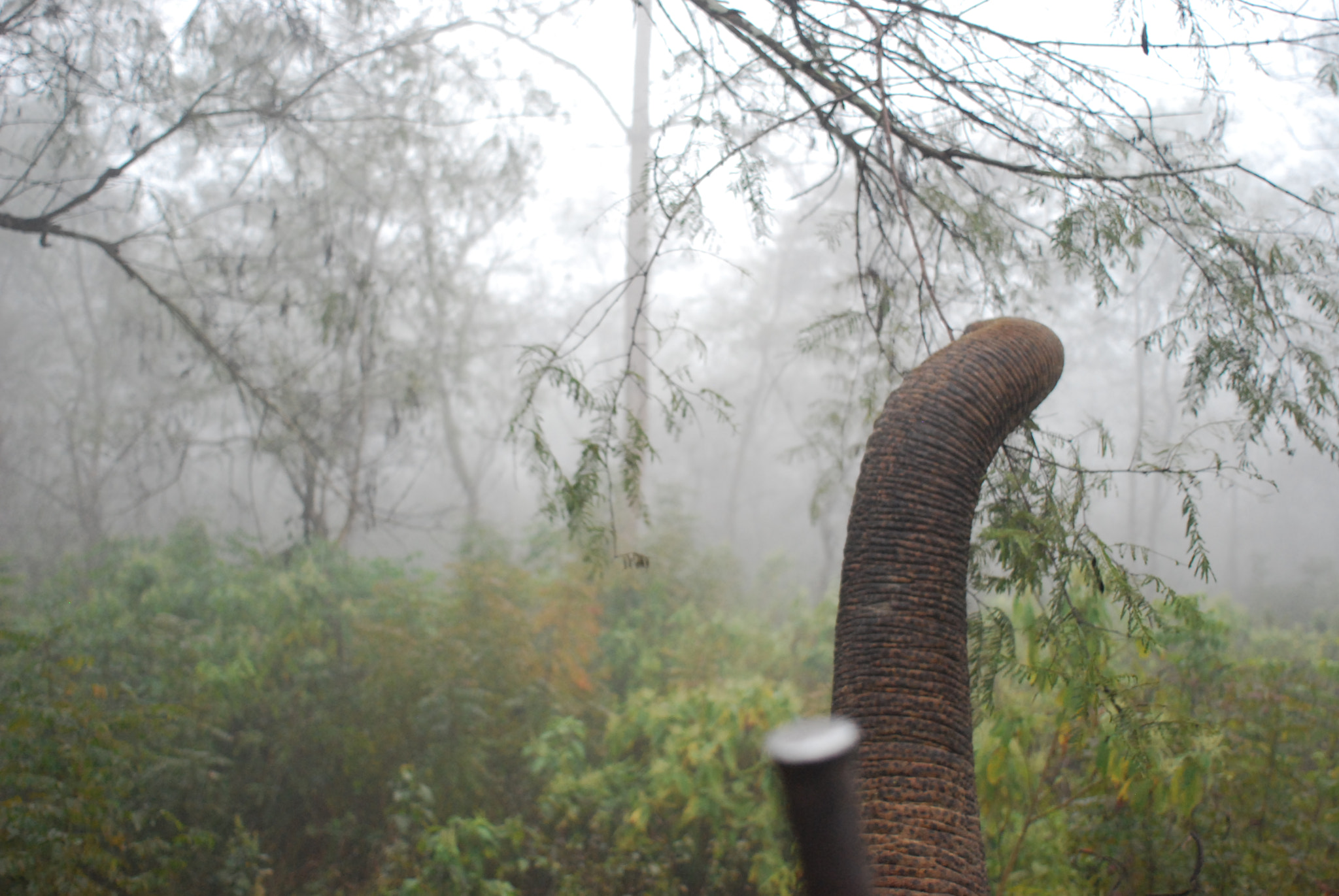 Nikon D60 + Nikon AF Nikkor 24mm F2.8D sample photo. Elephant details photography