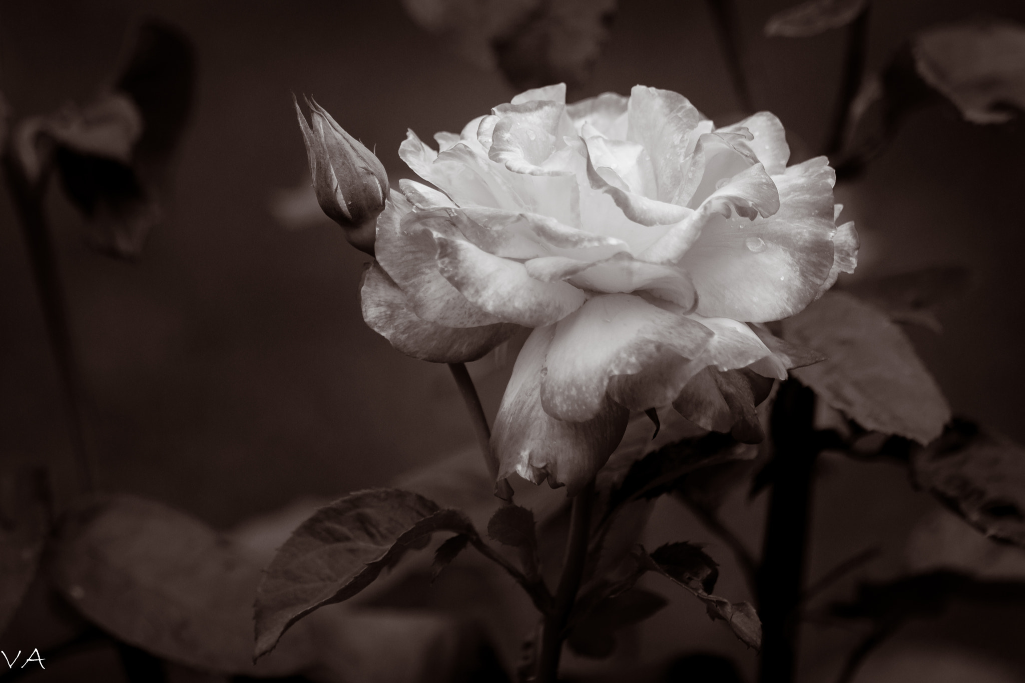 Canon EF 70-200mm F4L IS USM sample photo. Rose photography