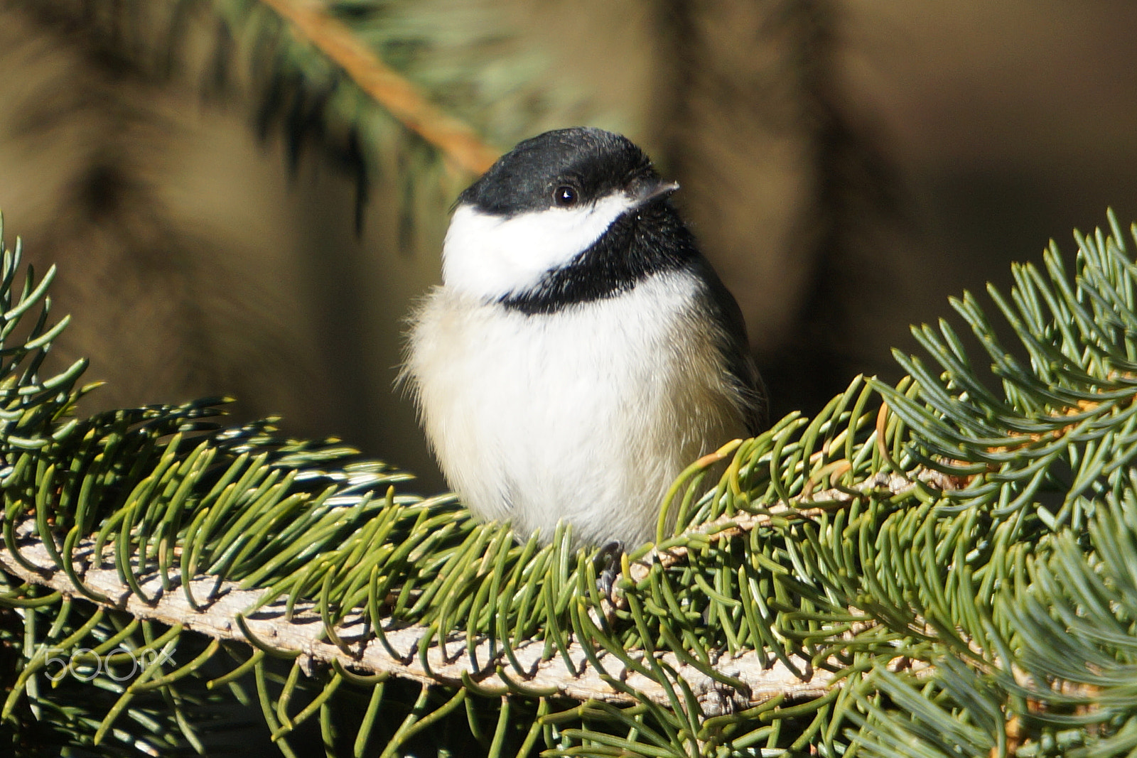 Sony E 55-210mm F4.5-6.3 OSS sample photo. Black-capped chickadee photography