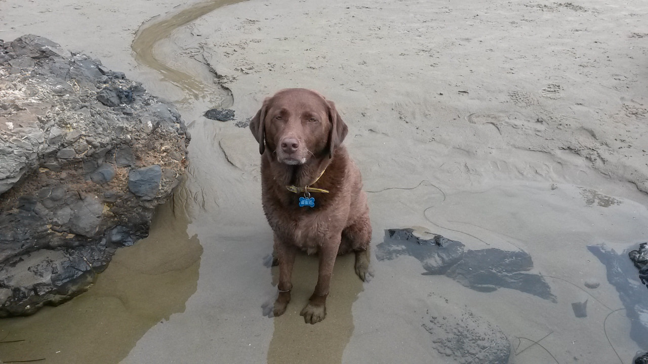 Samsung Galaxy S4 Active sample photo. Sad dog  photography