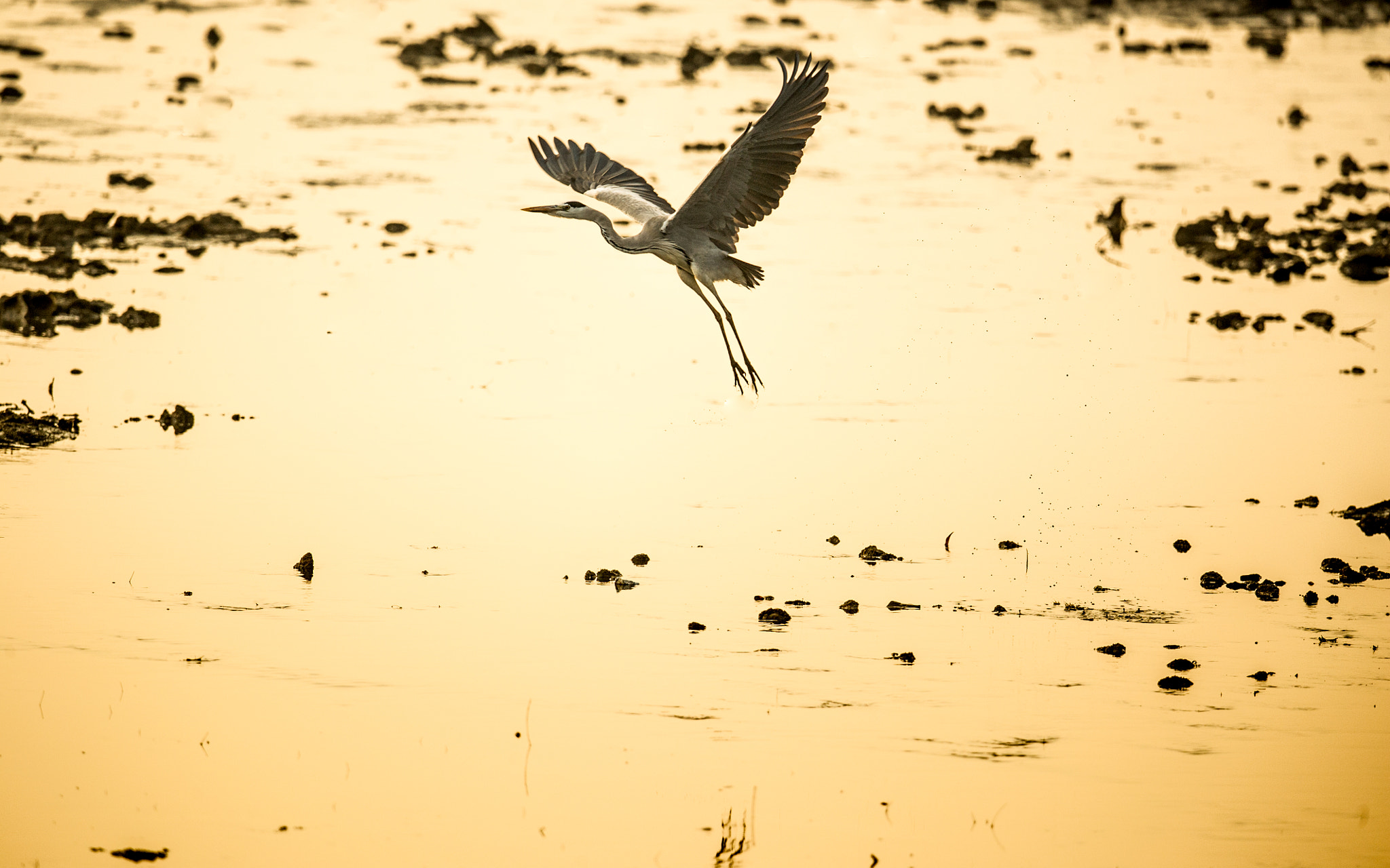 Sigma 24-60mm F2.8 EX DG sample photo. Shenzhen hongshulin seashore ecological park 4 photography