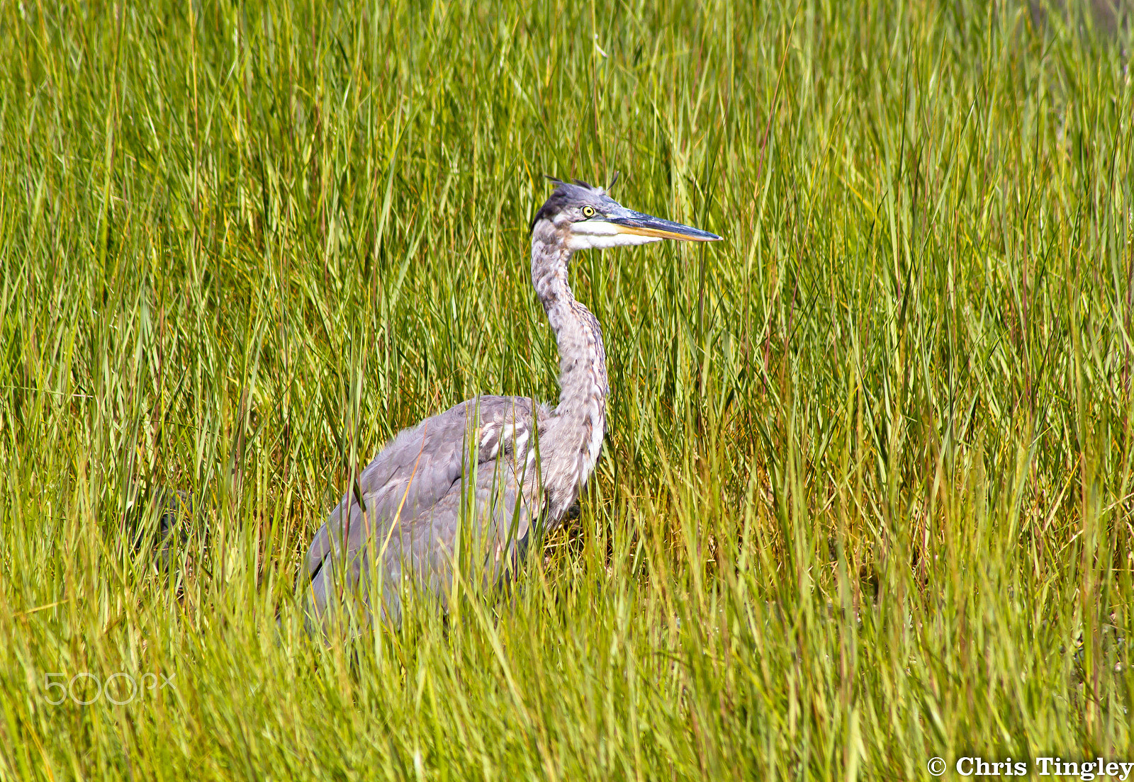 Canon EOS 7D + Canon EF 100-300mm F4.5-5.6 USM sample photo. Blue heron photography