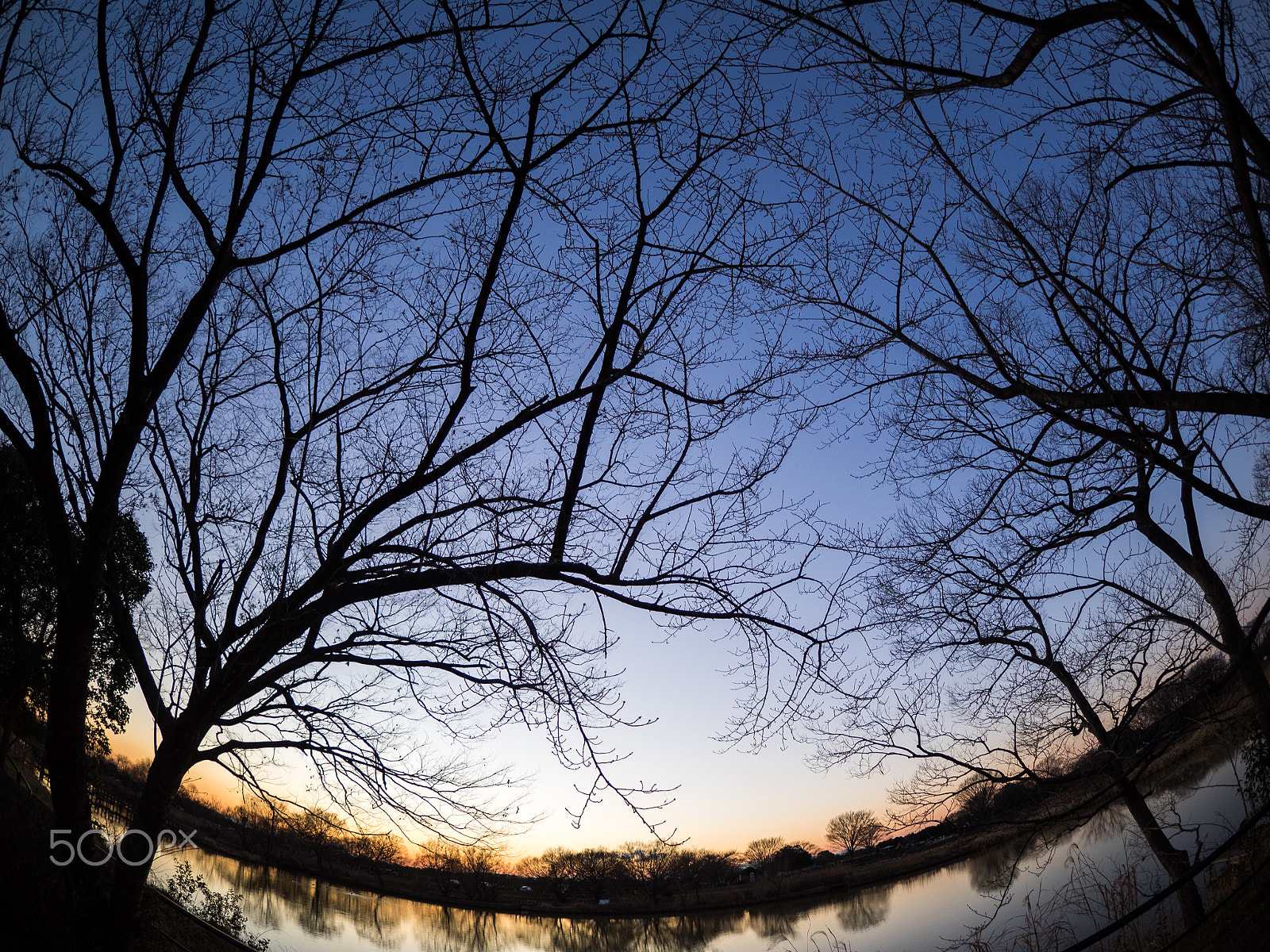 Olympus OM-D E-M1 + OLYMPUS M.8mm F1.8 sample photo. 夕暮れの血管 photography