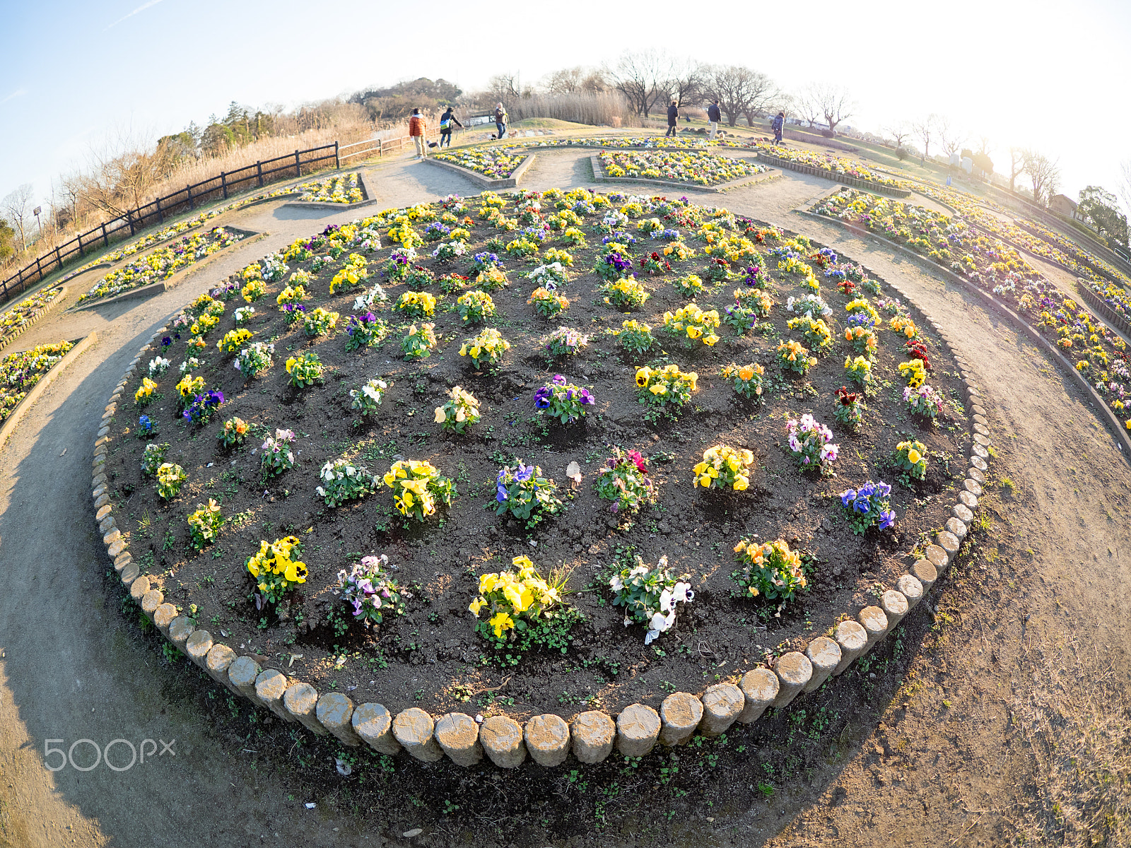 OLYMPUS M.8mm F1.8 sample photo. 花壇 photography