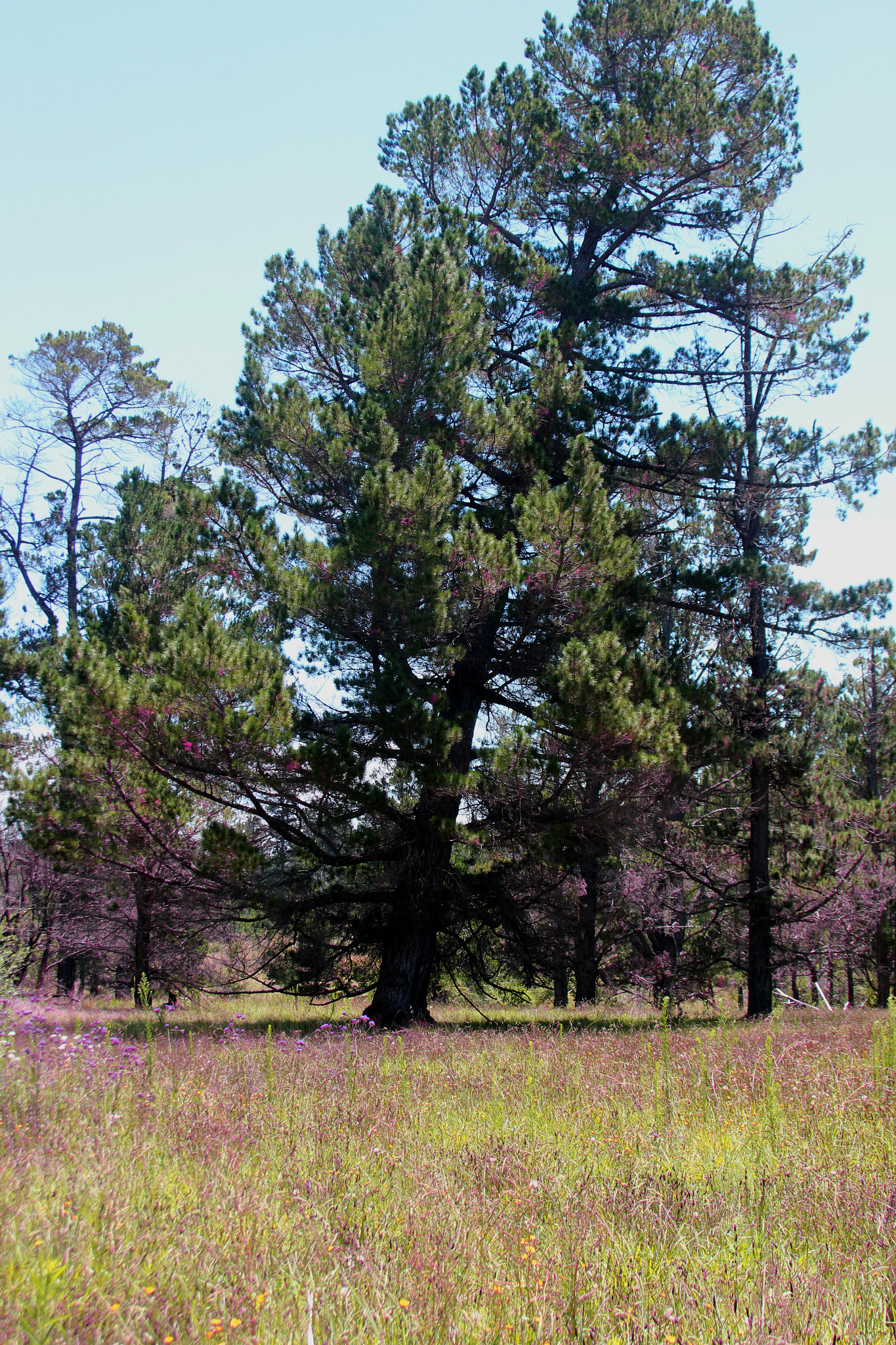 Canon EF 28-105mm F4.0-5.6 USM sample photo. The leaning pine photography