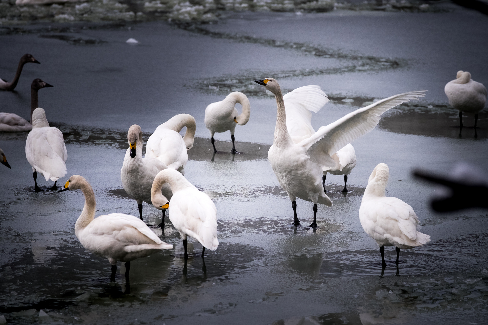 Fujifilm X-T10 + Fujifilm XF 50-140mm F2.8 R LM OIS WR sample photo. Envole-toi ! photography