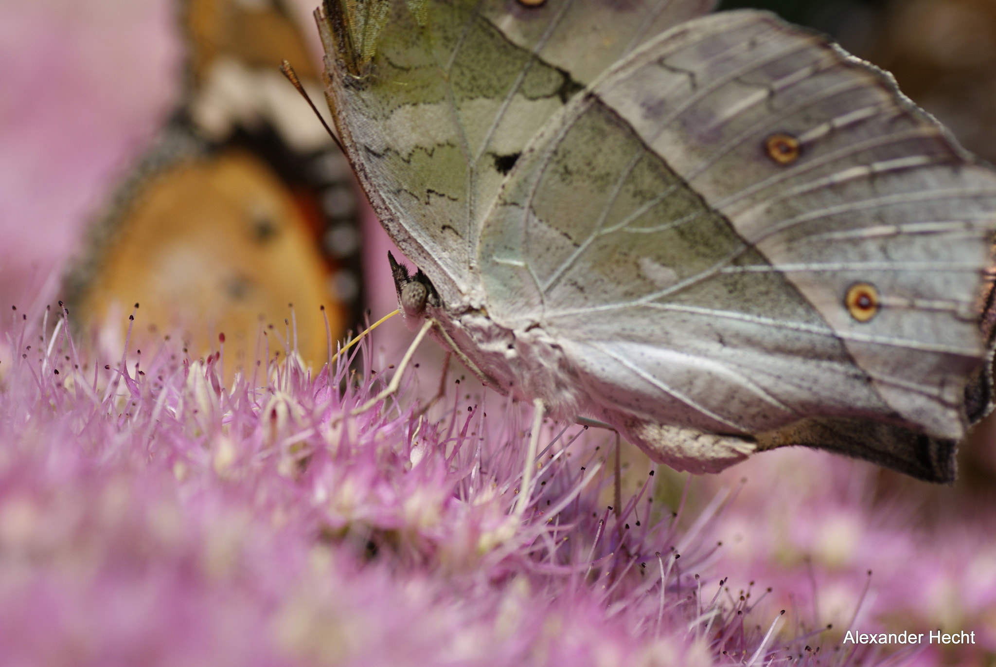 Tamron SP AF 90mm F2.8 Di Macro sample photo. Schmetterling photography