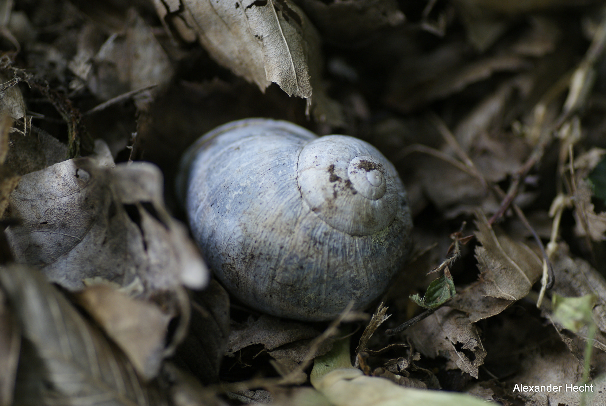 Tamron SP AF 90mm F2.8 Di Macro sample photo. Alte schnecke photography