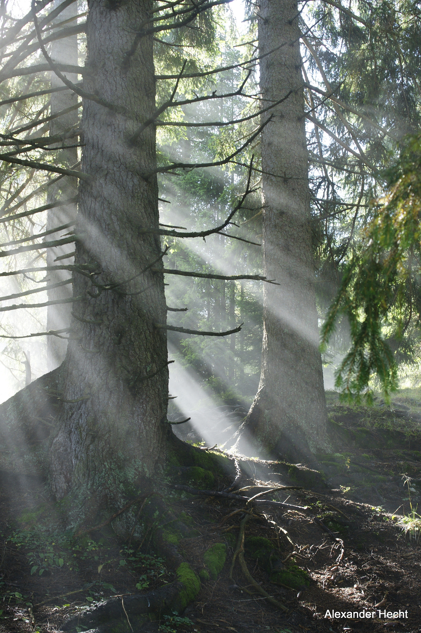 Sony Alpha DSLR-A700 + Sony DT 35mm F1.8 SAM sample photo. Bergwald photography