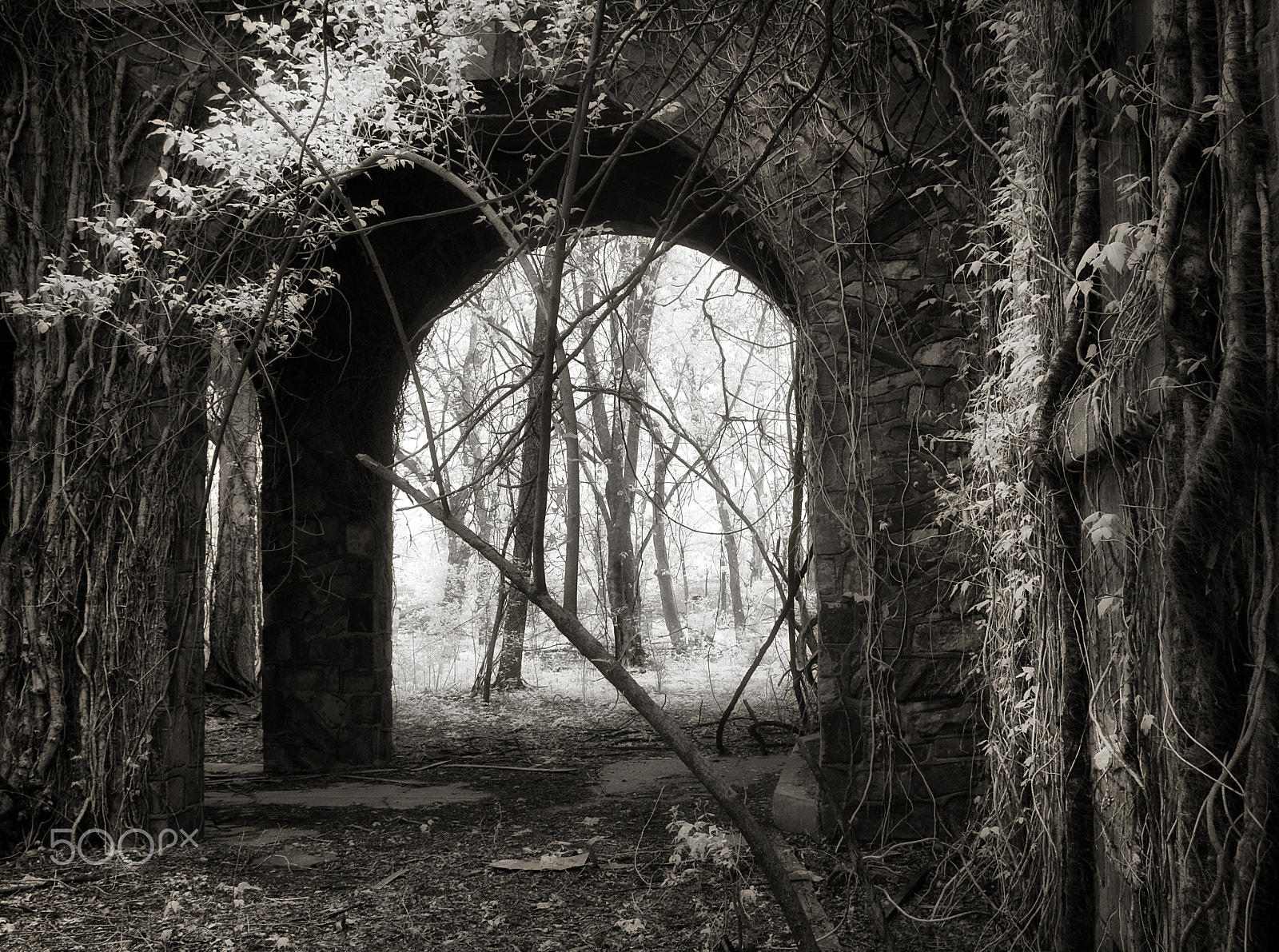 Canon EF 24-70mm F2.8L II USM sample photo. "shade full of light" photography
