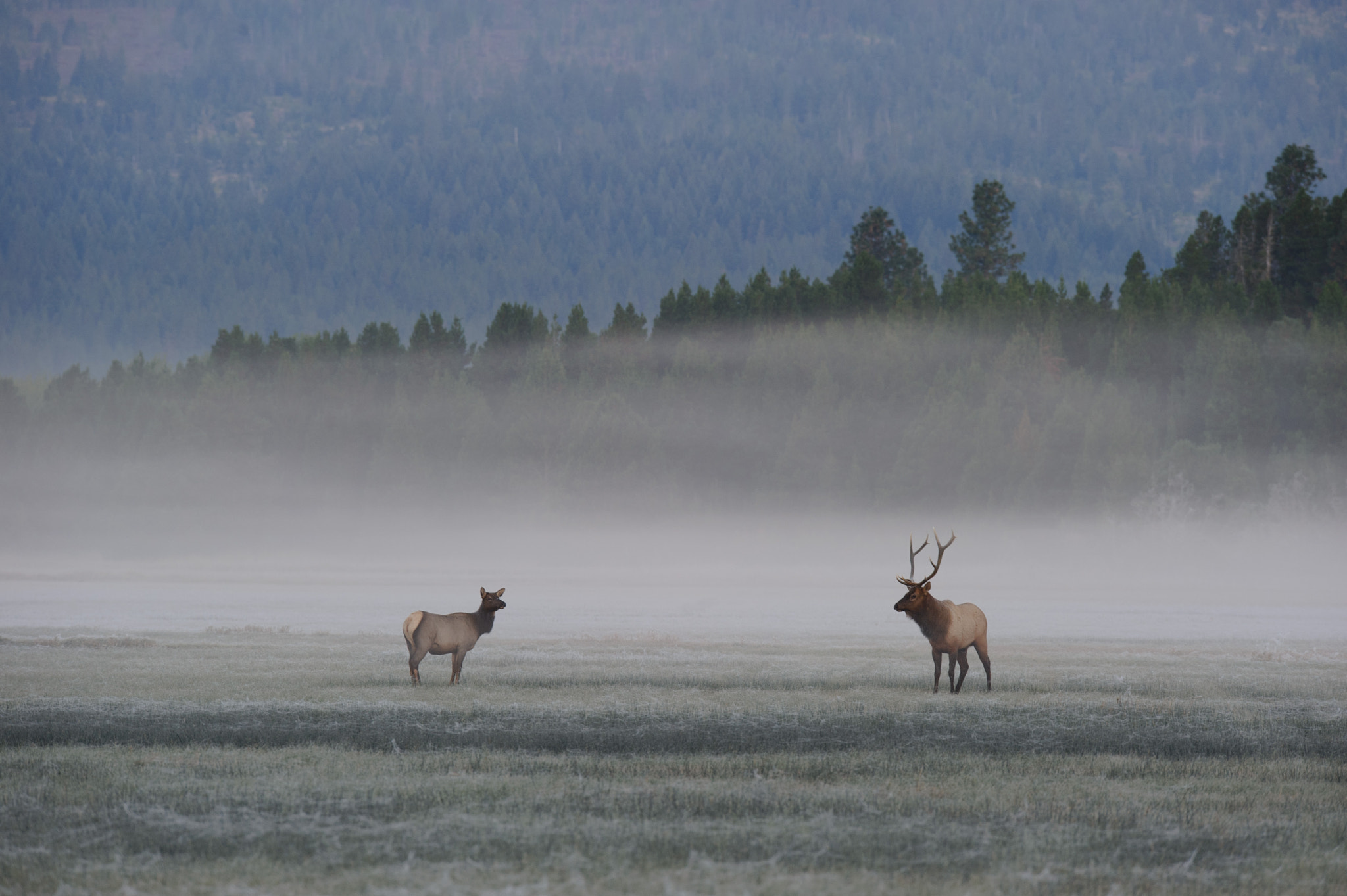 Nikon AF-S Nikkor 400mm F2.8G ED VR II sample photo. Mist elk photography