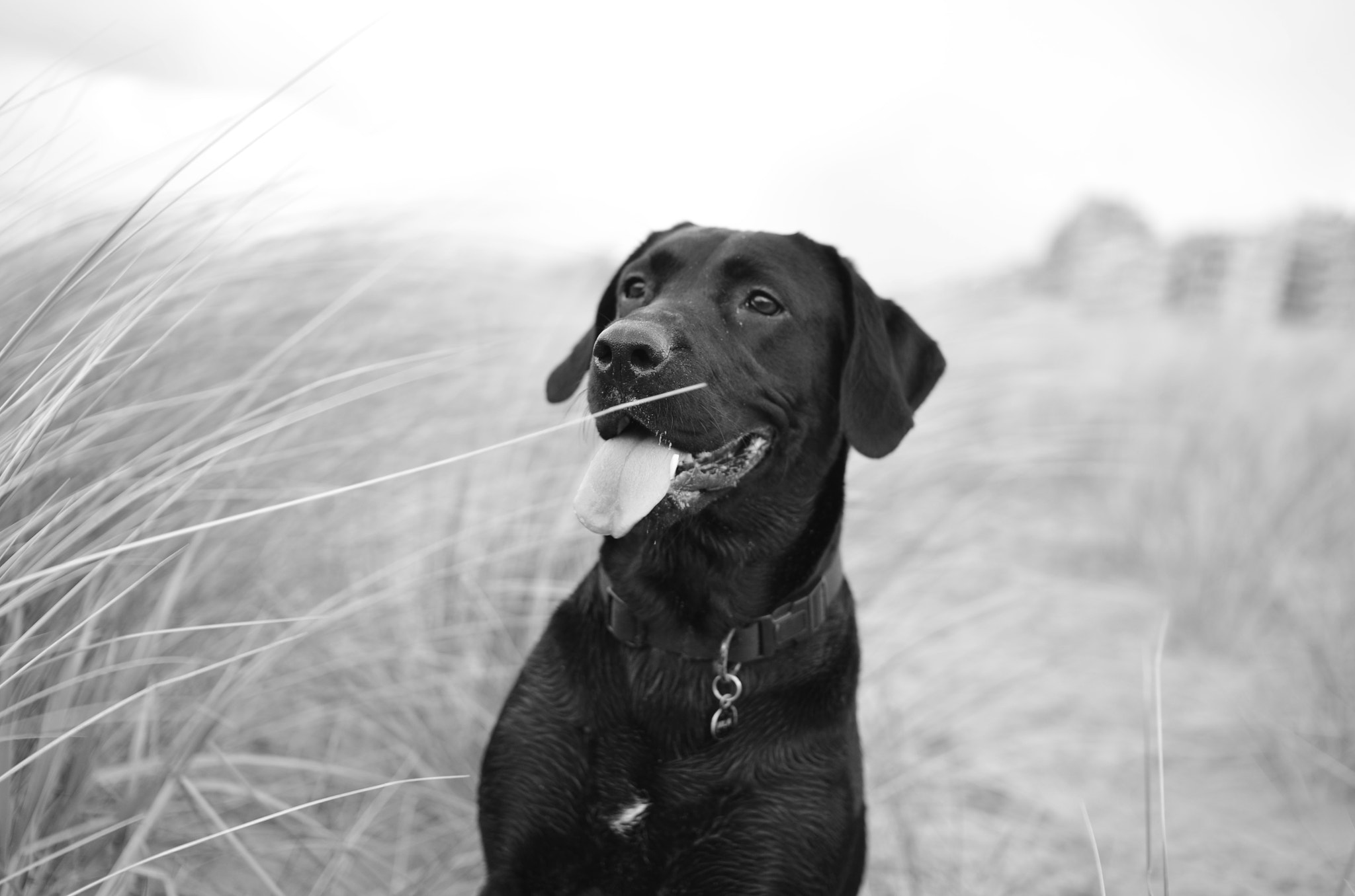 Nikon D5100 + Sigma 30mm F1.4 EX DC HSM sample photo. Mila in the dunes photography