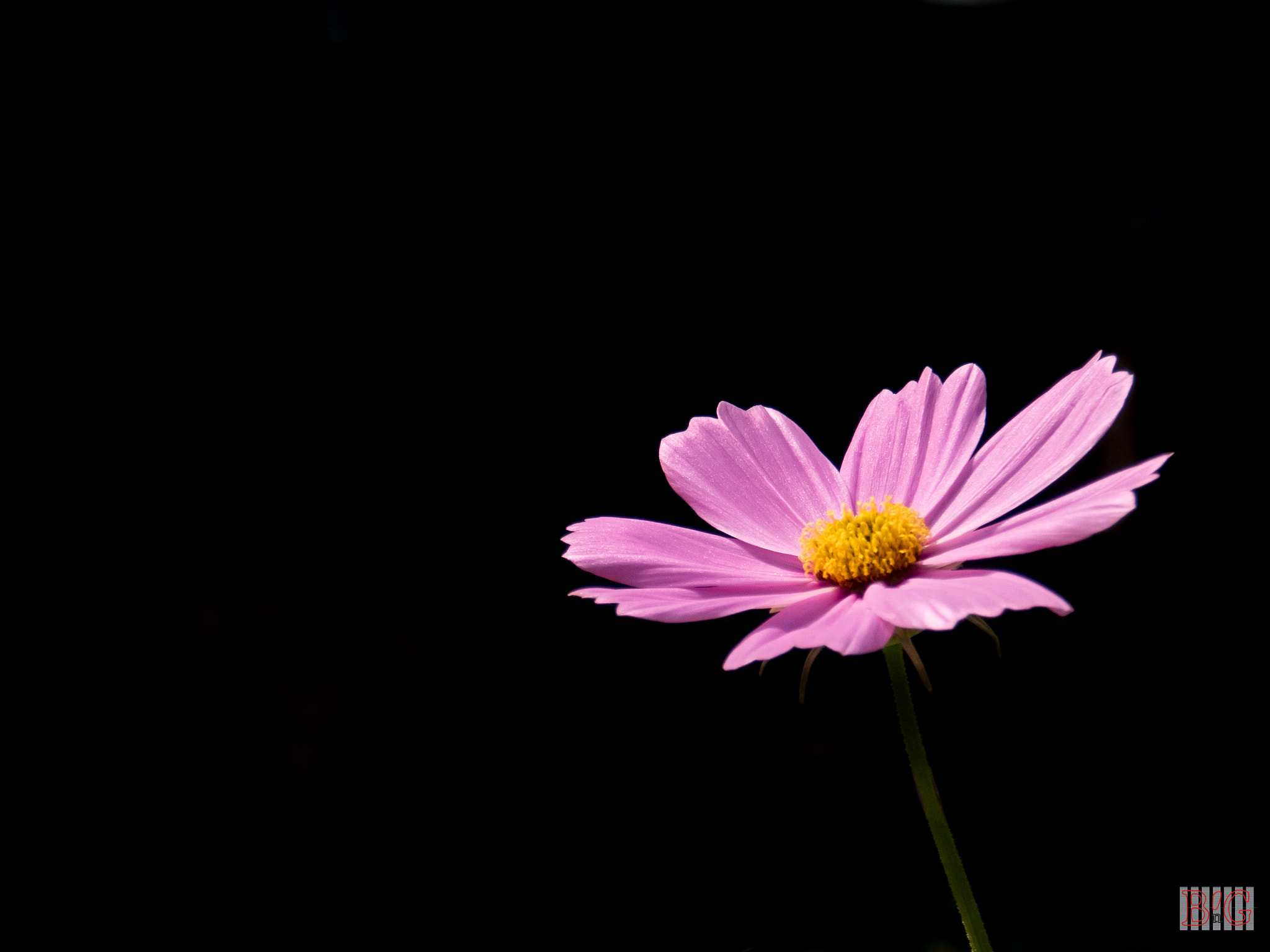 Panasonic Lumix DMC-GX8 + OLYMPUS M.12-50mm F3.5-6.3 sample photo. Flower photography