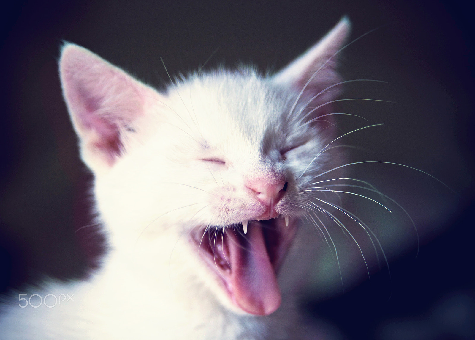 Sigma 24-60mm f/2.8 EX DG sample photo. Yawning kitty photography
