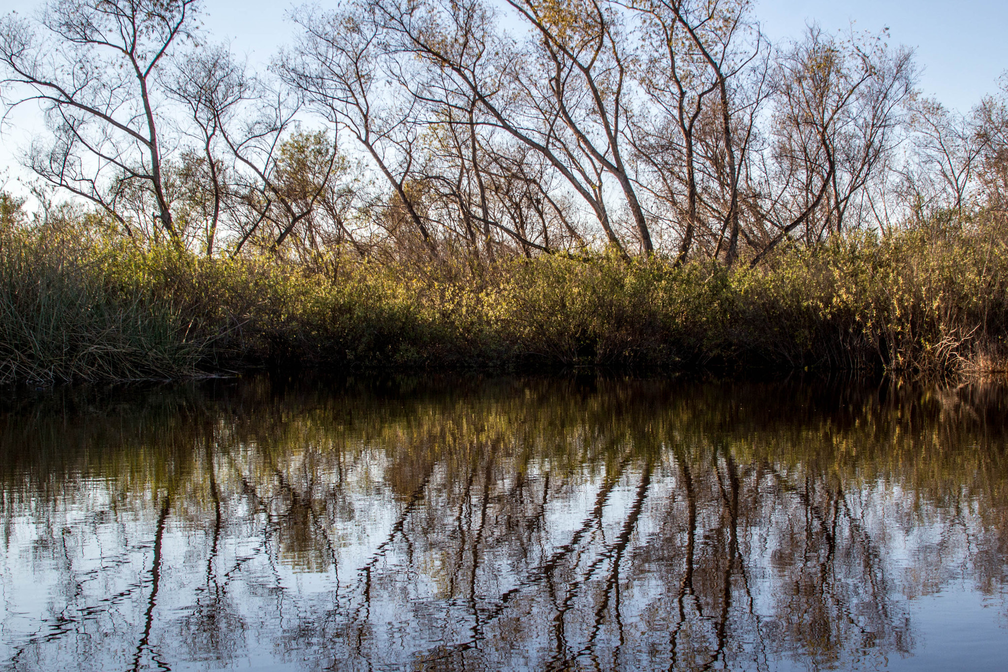 Canon EOS 100D (EOS Rebel SL1 / EOS Kiss X7) sample photo. Trees along the pond photography