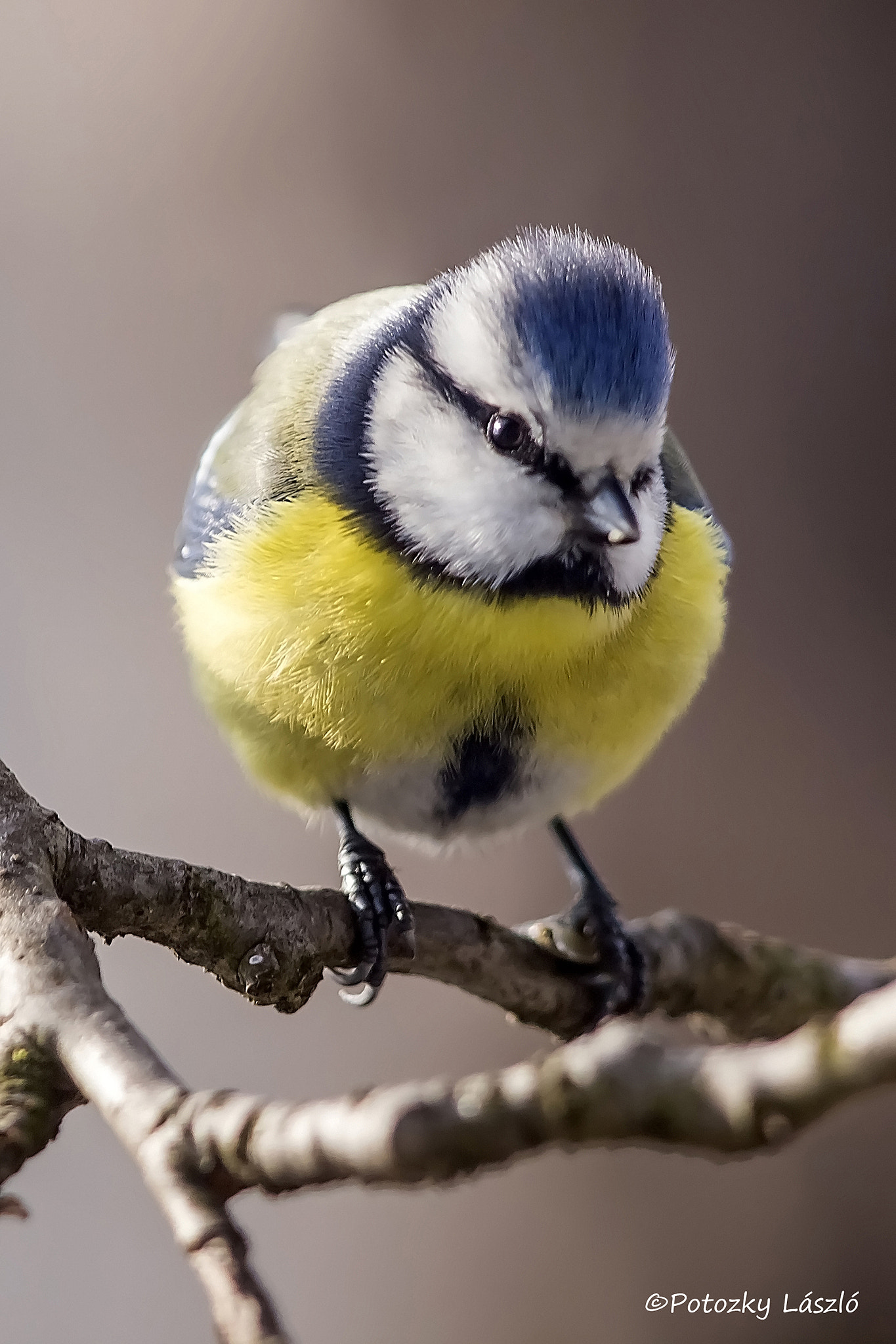 Olympus E-5 + OLYMPUS 300mm Lens sample photo. Blue tit photography