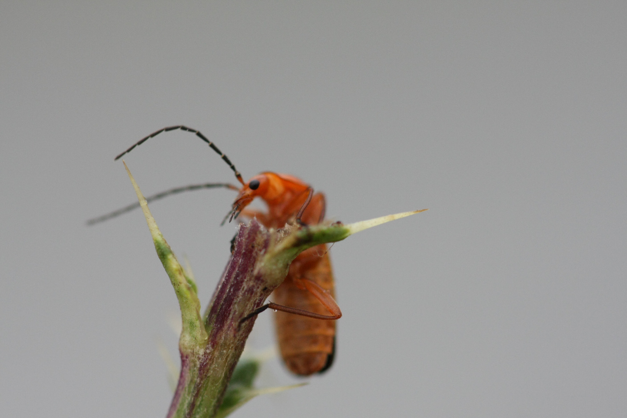 Sigma 105mm F2.8 EX DG OS HSM sample photo. 0023_1375642257.jpg photography