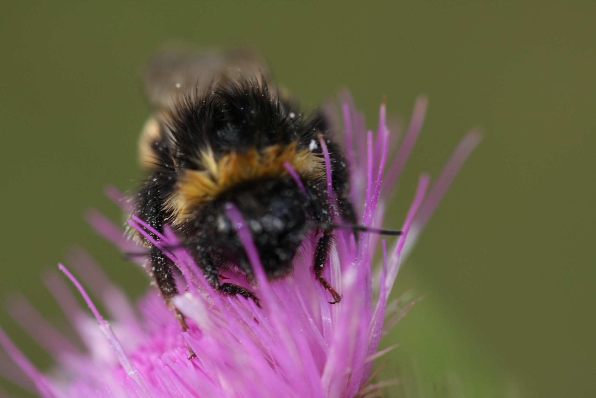 Sigma 105mm F2.8 EX DG OS HSM sample photo. 0146_1375810219.jpg photography