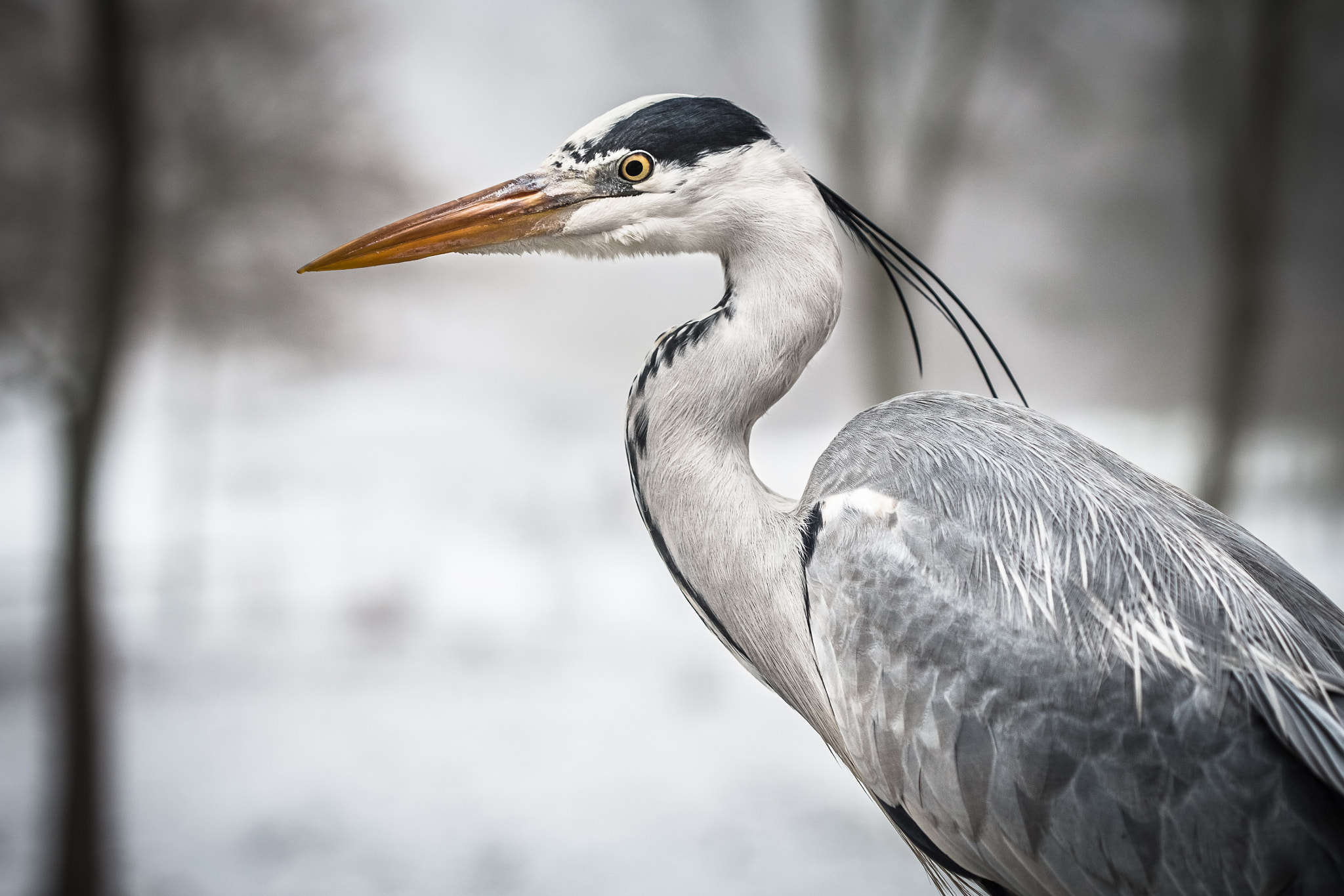 Canon EOS 6D + Canon EF 100mm F2.8 Macro USM sample photo. Grey heron photography