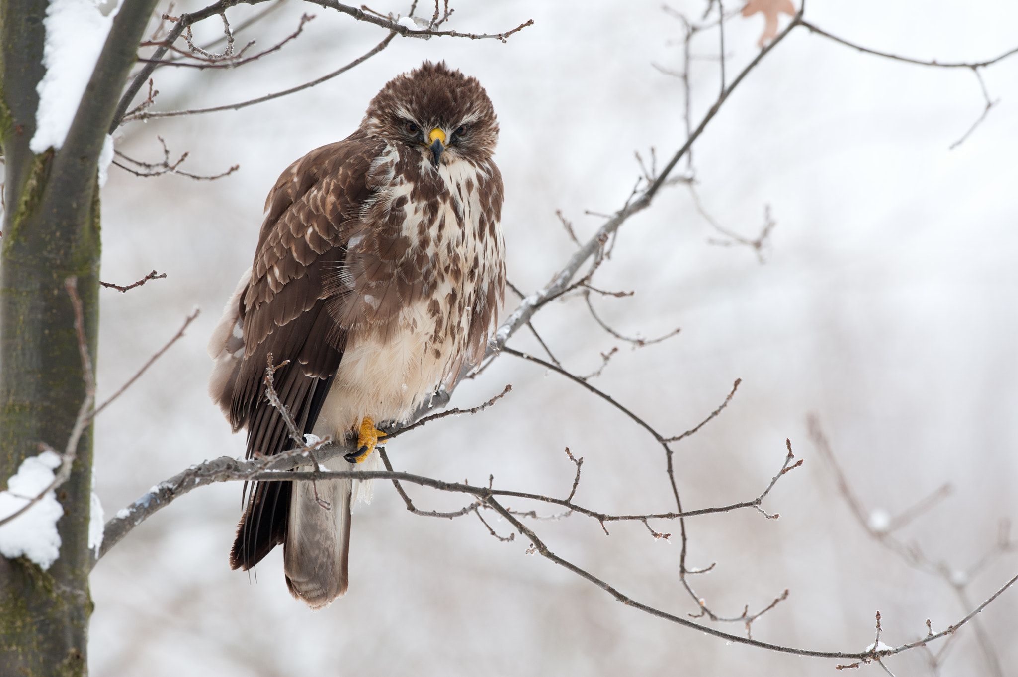 Nikon D700 + Nikon AF-S Nikkor 500mm F4G ED VR sample photo. Buteo photography