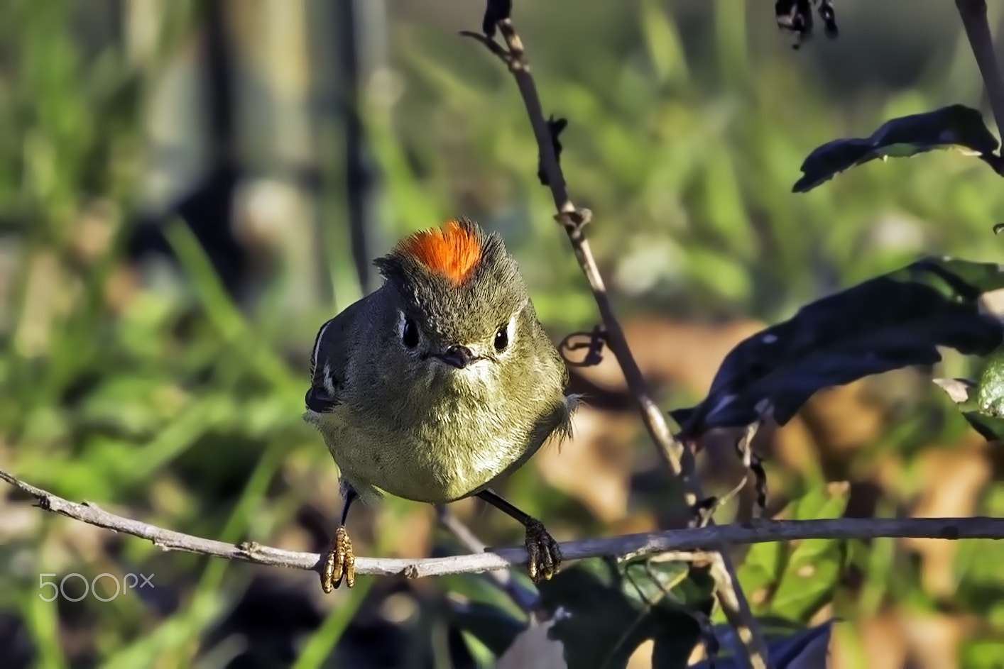 Canon EOS 7D + Canon EF 400mm F4.0 DO IS USM sample photo. Hothead photography