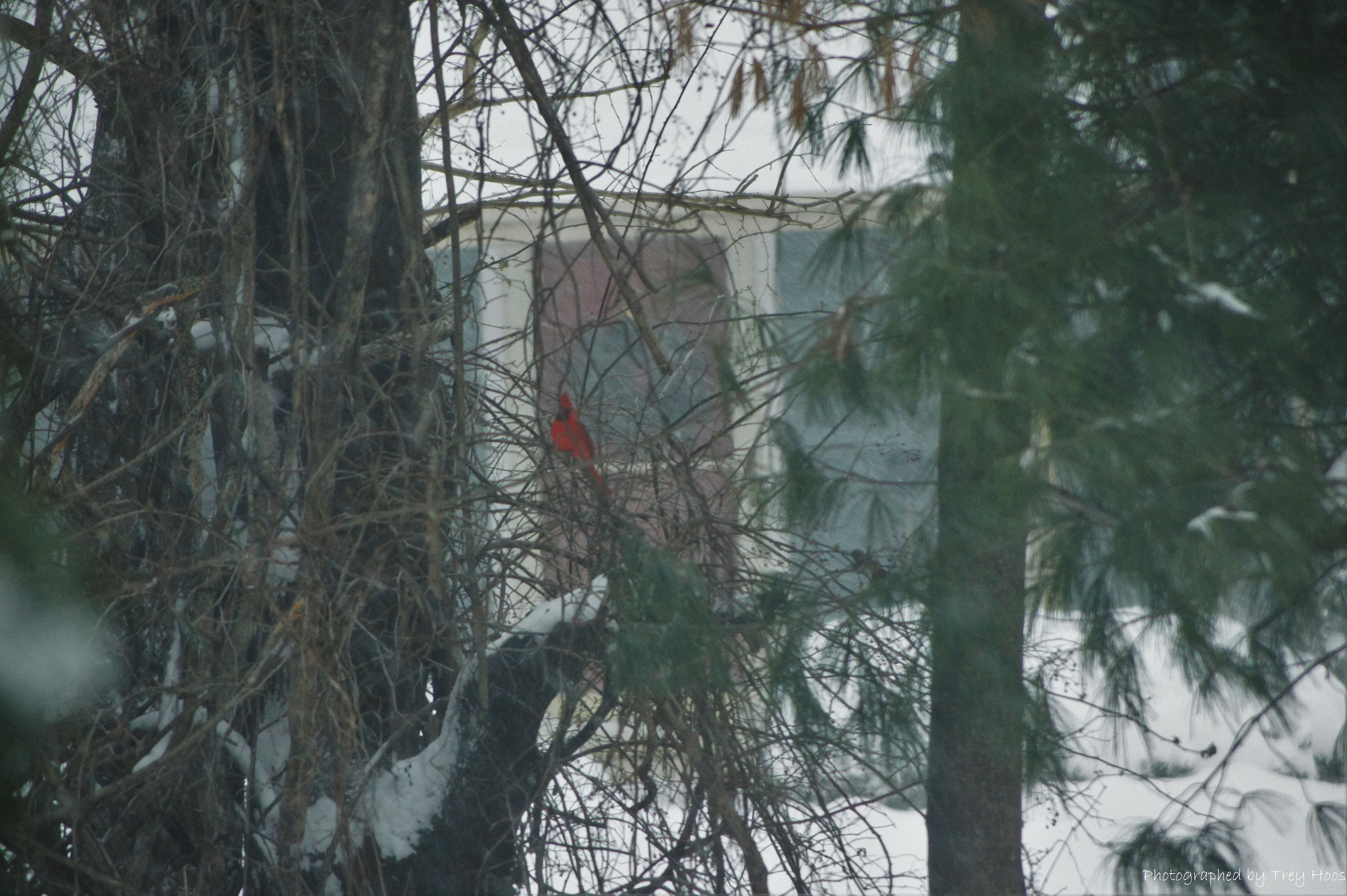 Sony SLT-A33 + Sony DT 55-200mm F4-5.6 SAM sample photo. Cardinal in the storm photography