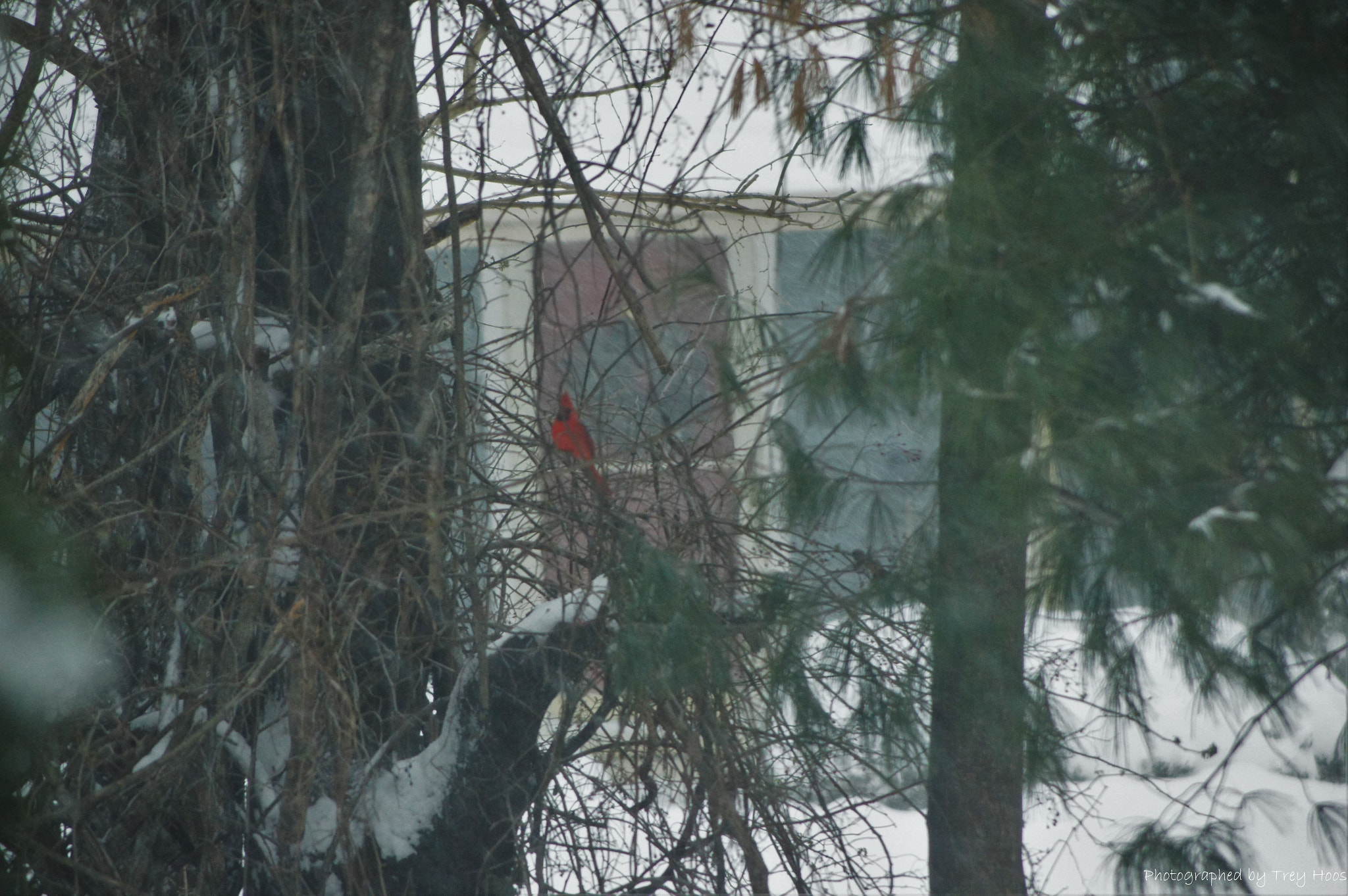 Sony DT 55-200mm F4-5.6 SAM sample photo. Cardinal in the storm photography