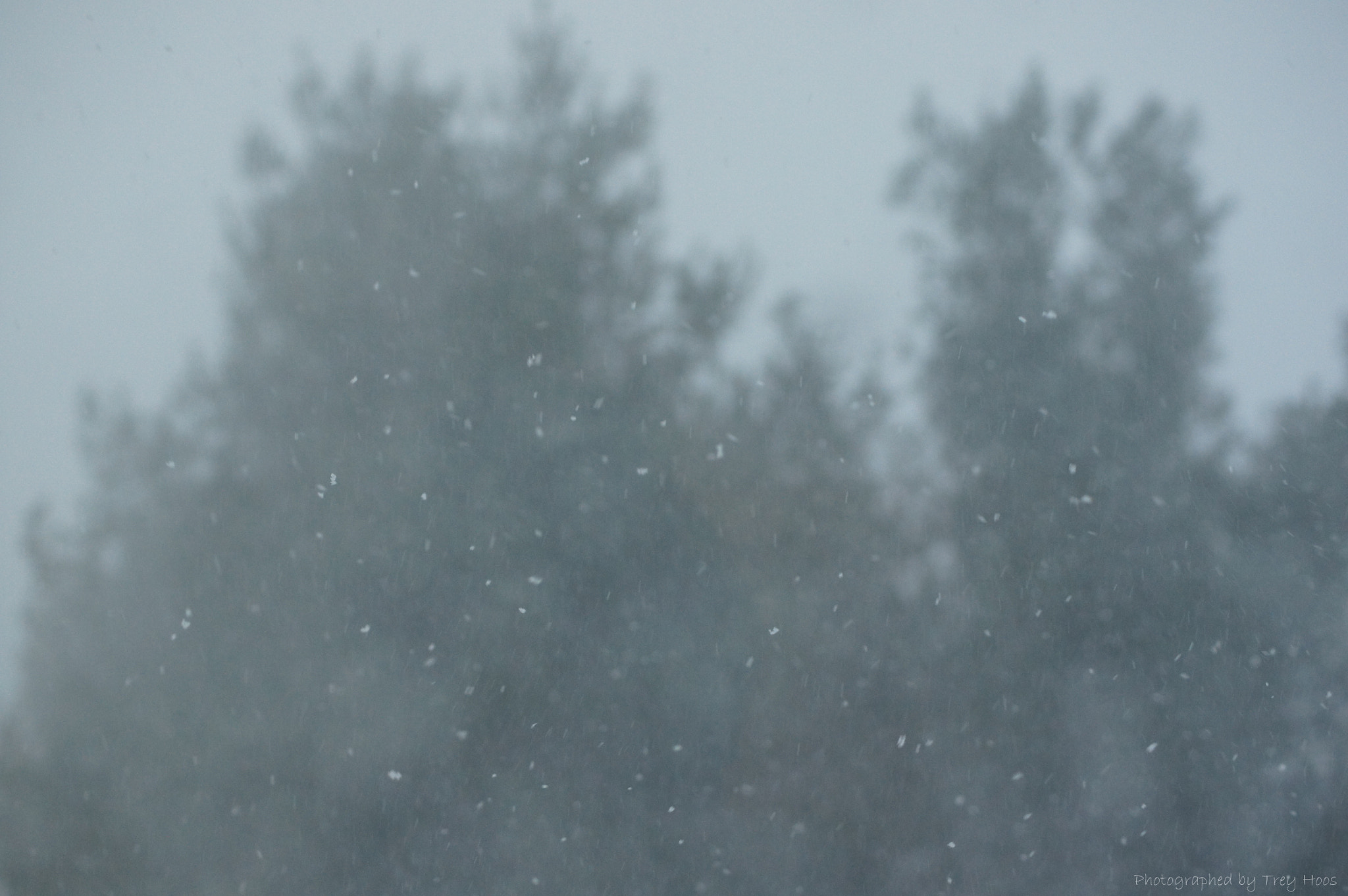 Sony DT 55-200mm F4-5.6 SAM sample photo. Suspended flakes iii photography