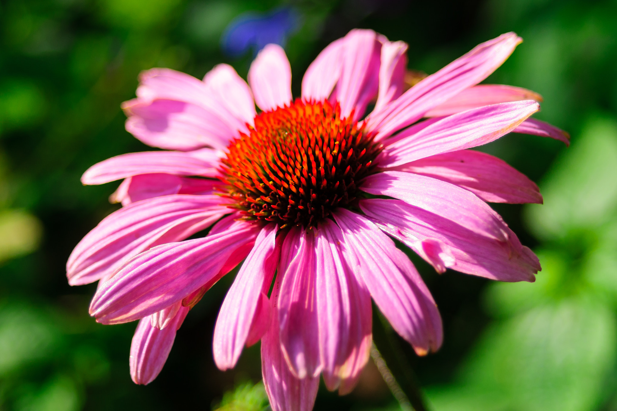 Sony Alpha DSLR-A300 + 35-70mm F4 sample photo. Echinacea photography