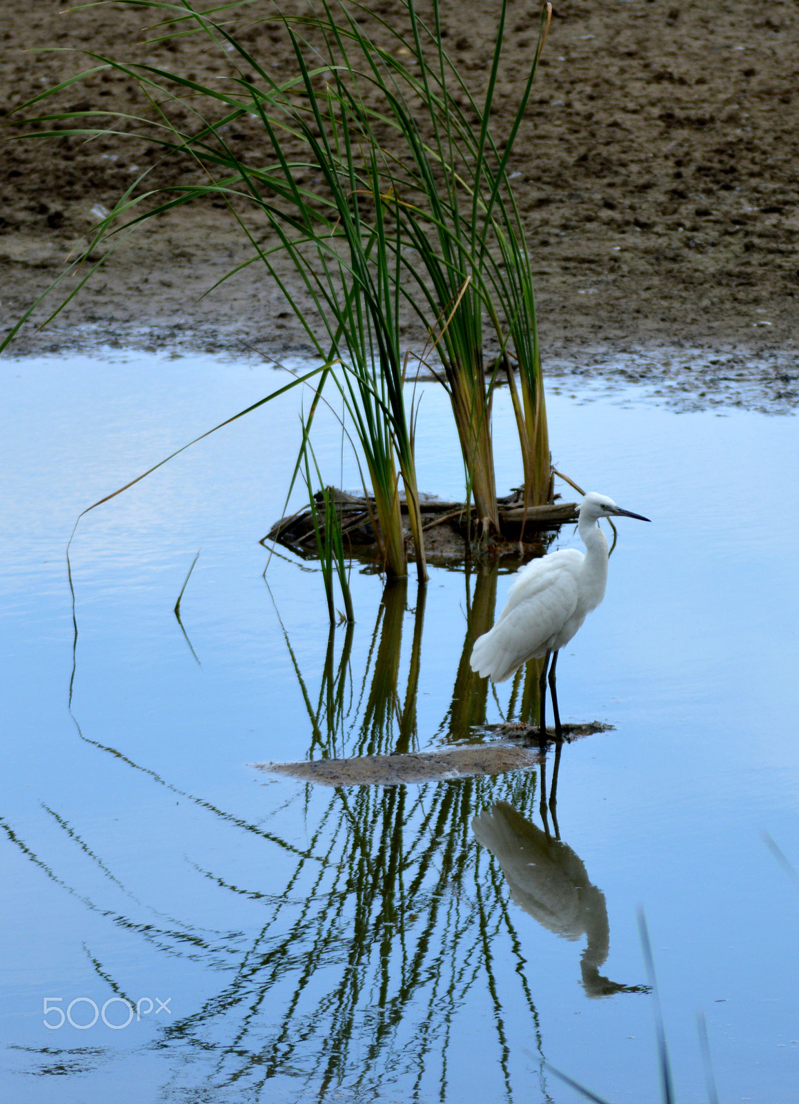 AF Zoom-Nikkor 80-200mm f/4.5-5.6D sample photo. Reflection photography