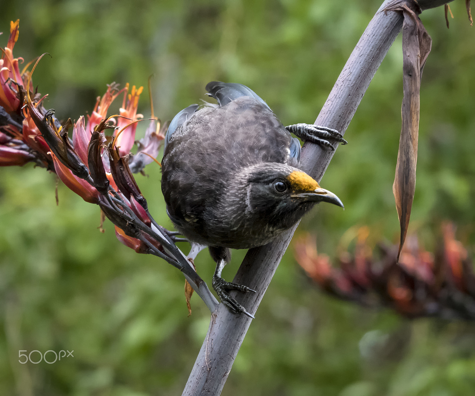 Panasonic Lumix DMC-GH4 sample photo. Juvenile tui photography