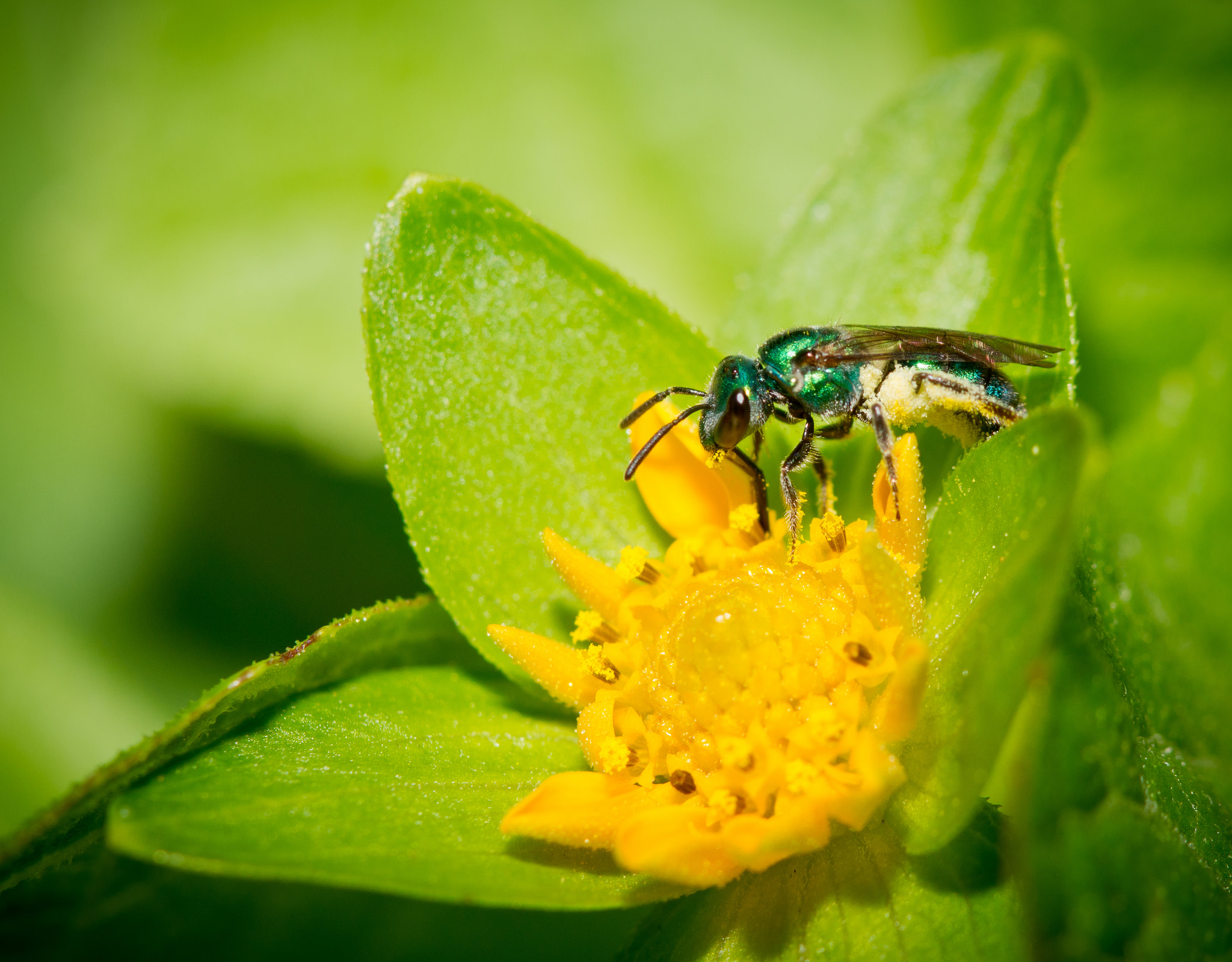 Canon EOS 7D + Canon EF 100mm F2.8 Macro USM sample photo. Vida de inseto  photography